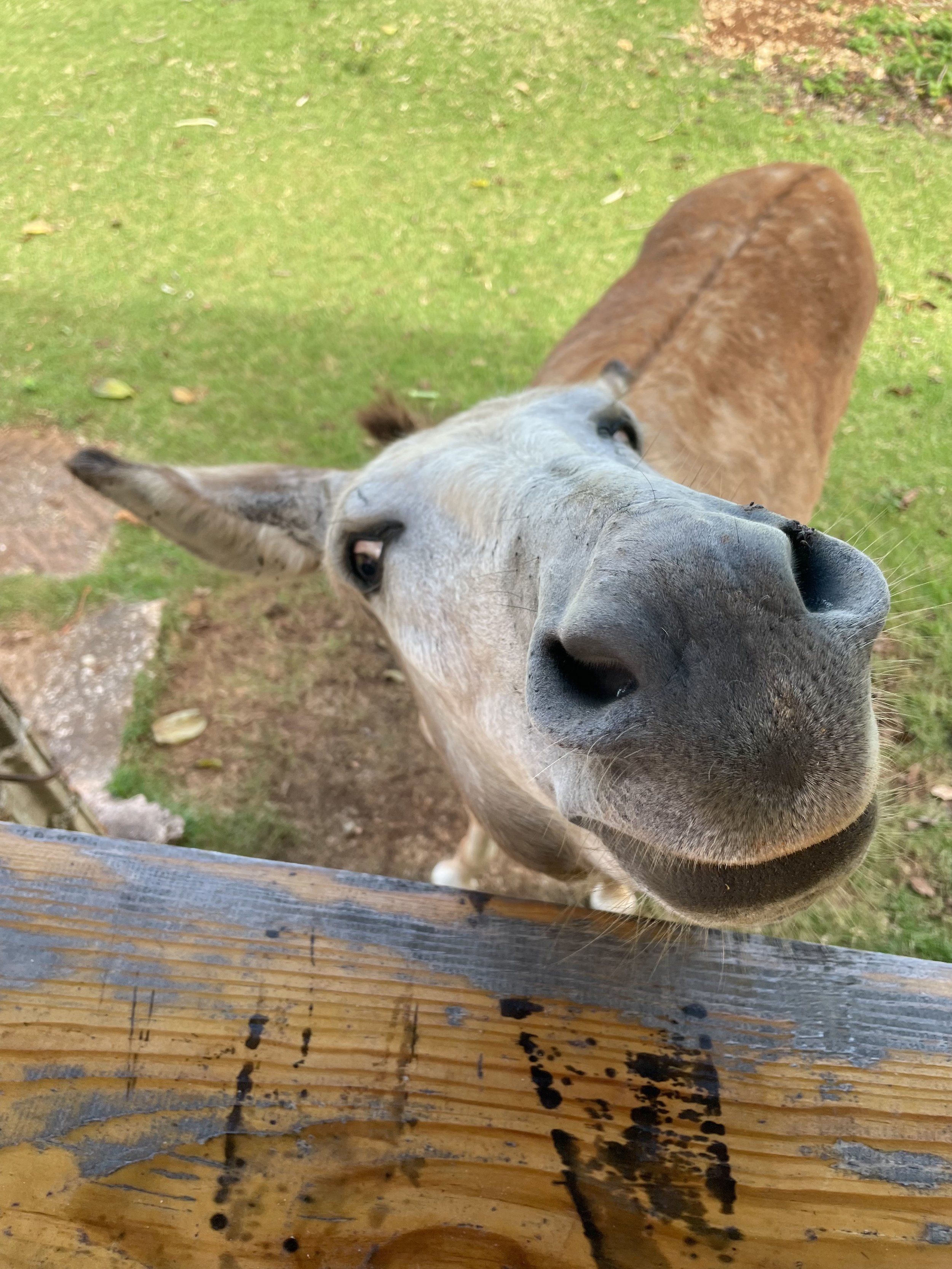 Juju (Yoo-Yoo), the friendliest donkey ever