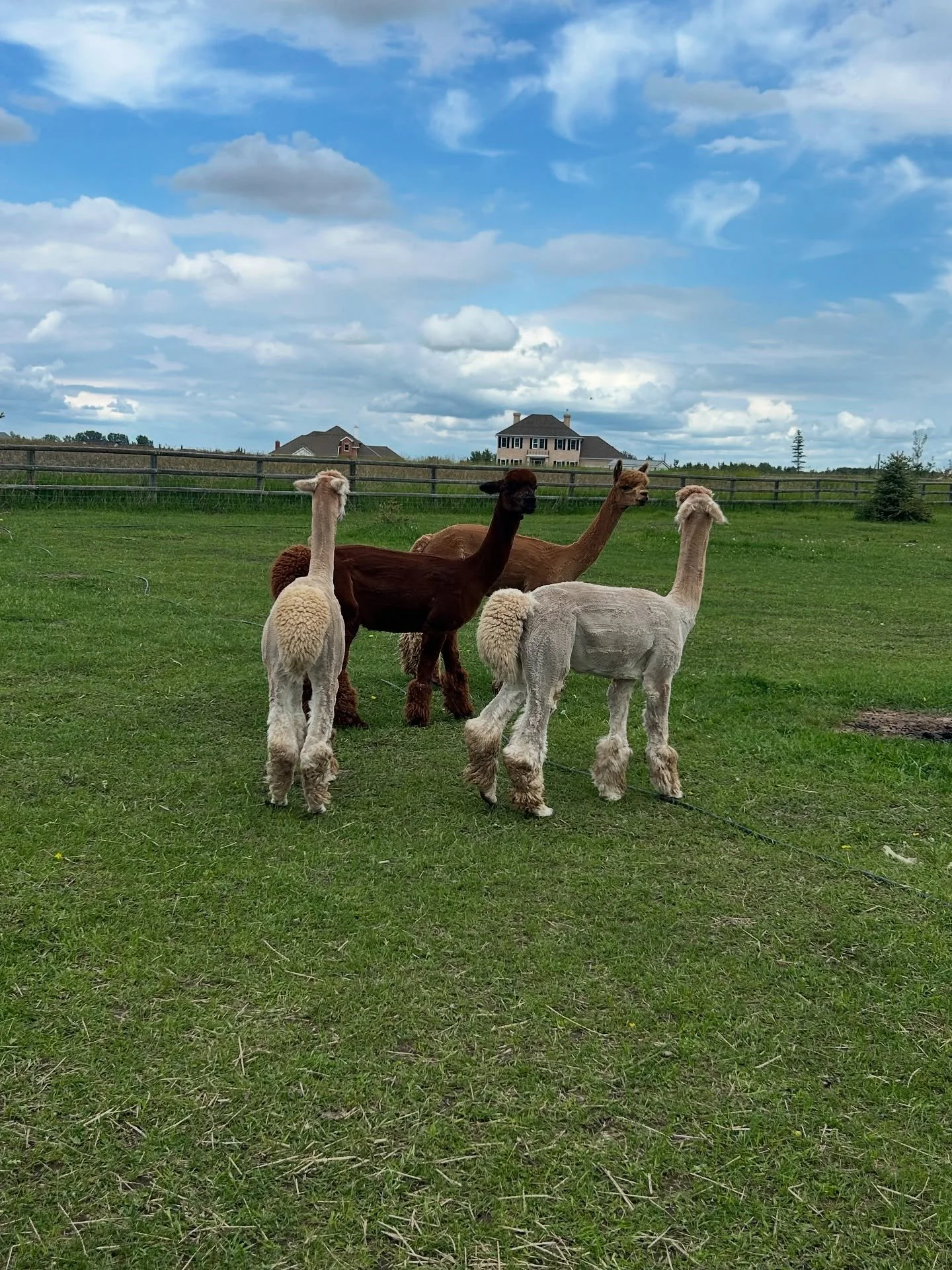 Today&rsquo;s camp highlight included a little visit to meet Harry, Fudge, Dandelion and Mason who live on a nearby acreage. 🦙 

They were a little curious and cautious to meet the kids. Next time we will bring some lettuce with us as it is apparent