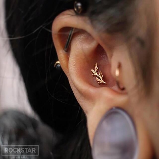 Loving #bvla &lsquo;s Amity end in this conch piercing 🌿 performed by our apprentice @charlie_augenti :
:
:
:
:
:
:
:
:
:
#rockstarpiercing #rockstarbodypiercing #providence #providenceri #piercings #piercing #finejewelry #gold #bodyjewelry #bodypie