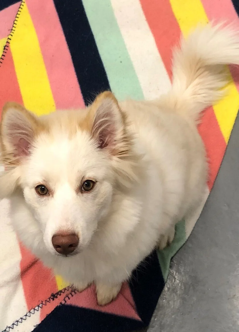 Second Home Pet Boarding