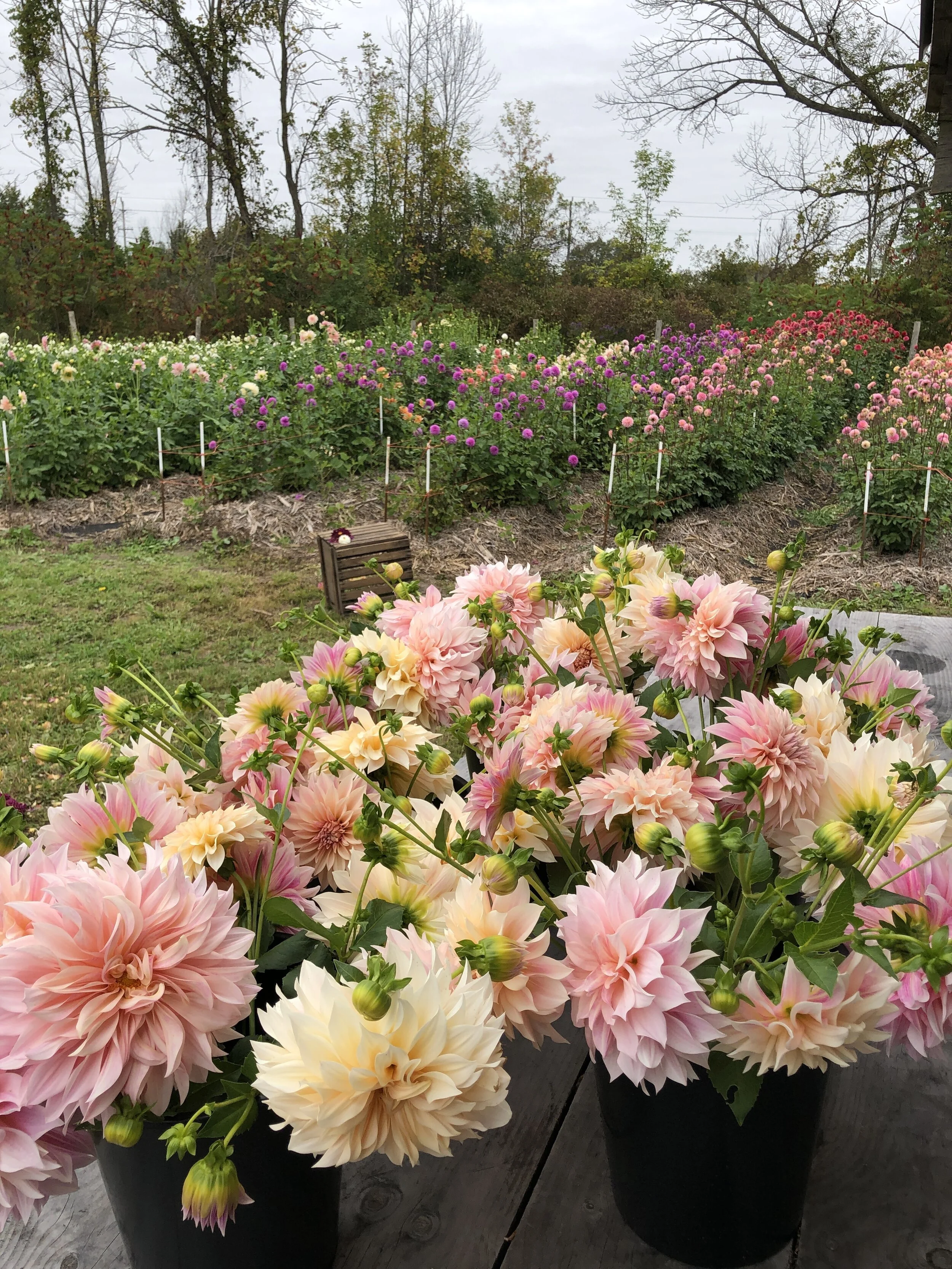 Full Season of Feeder Flowers 2025