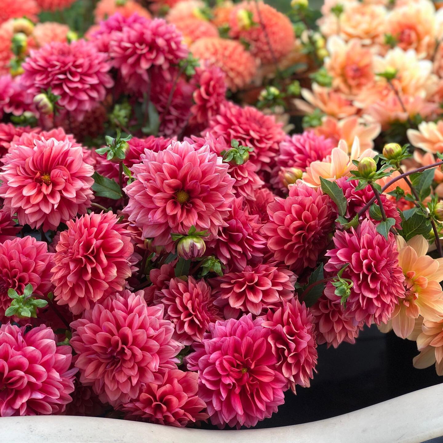 🔥 &lsquo;Mystique&rsquo;  is one of our top producing coral/ raspberry dahlias - every flower is on a tall stem, and I couldn&rsquo;t ever keep up with how fast they bloom. 💨 These plants almost form a hedge when planted on mass and absolutely bene