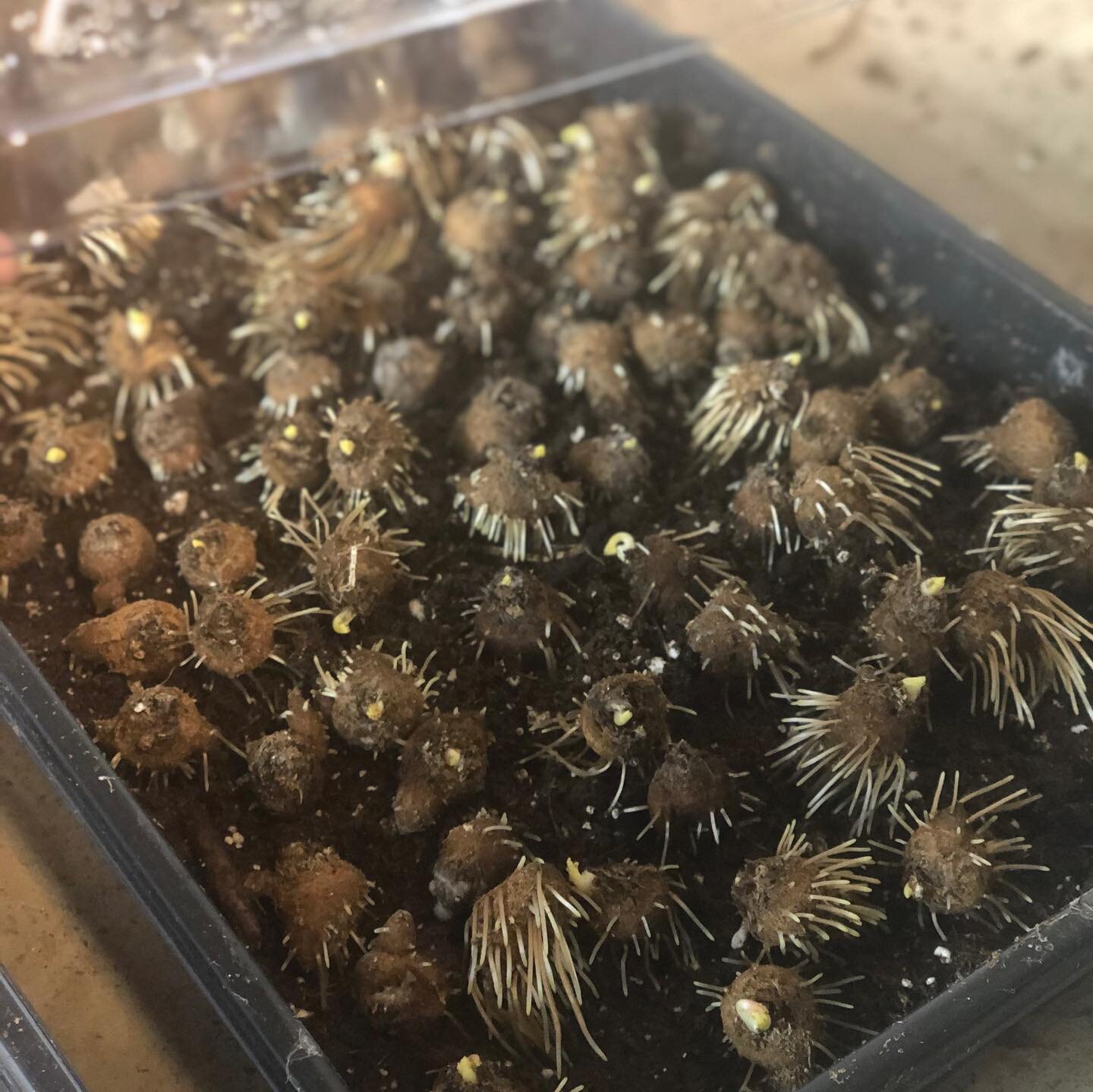 🌱Dahlia spam break 👏 Check out these weirdo anemone sprouting roots ✔️.
.
.
I soaked these corms 🌰 last Monday and put them in trays to pre-sprout and they are just doin their thang just right 👌🌱.
.
Swipe to see what they will look like in a few