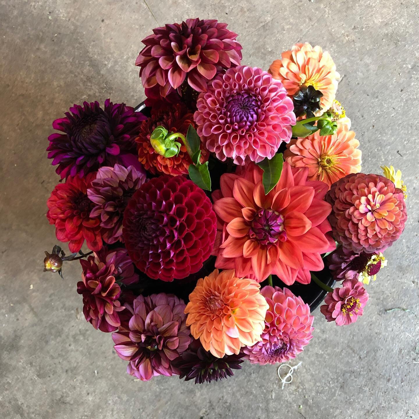 🧃 This juicy bucket of dahlia became a bridal bouquet like magic ✨🍇🍒🍓🍊🥭.
.
.
📸 dahlia varieties - Purple Flame, Seniors Hope, Babette, American Dawn, Peaches N Cream, &amp; Jowey Winnie. Some of our very favourite berry toned flowers from the 
