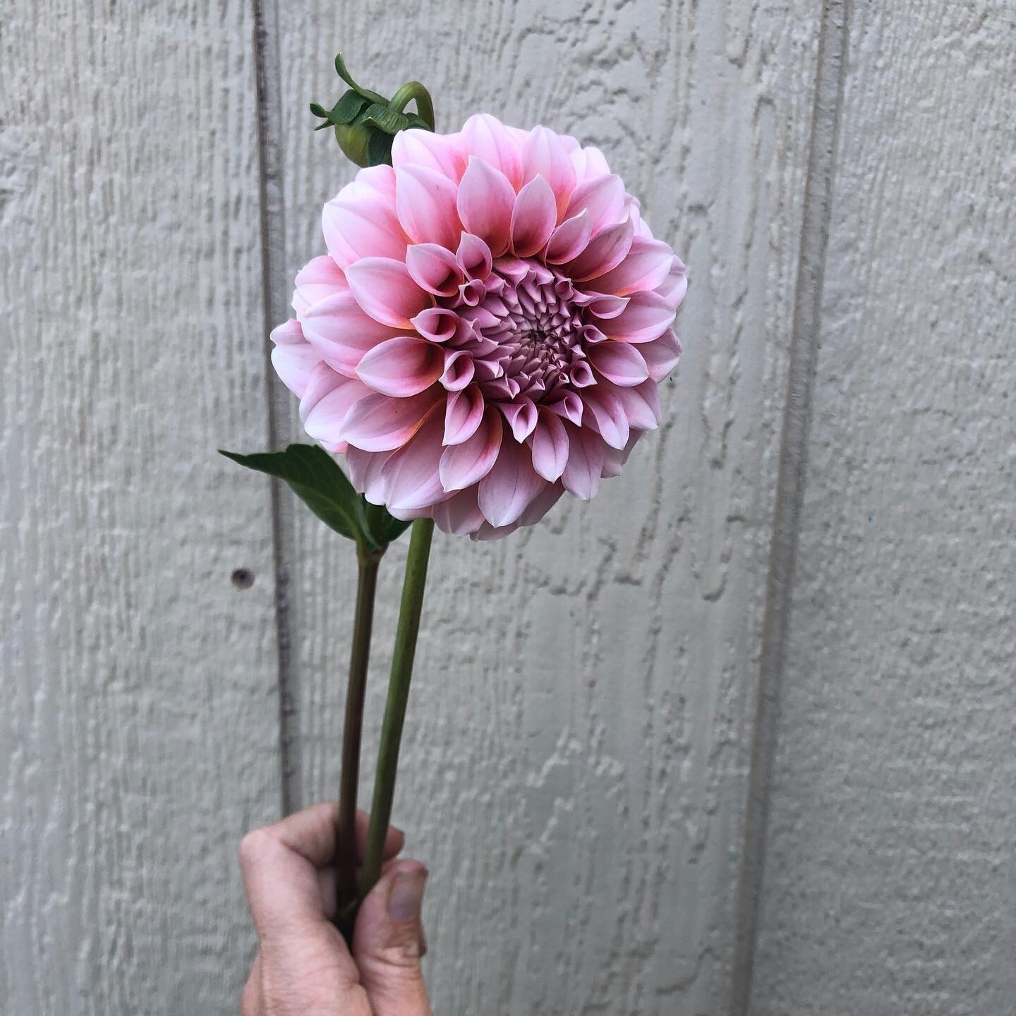 🤤Peaches n cream 🍑🥛.There is something just so special about those ombre petals ✨.
.
.
Head over to our website for a full preview of the tubers we will have for sale this year. Some varieties (like Peaches) are very limited - so sign up for our n