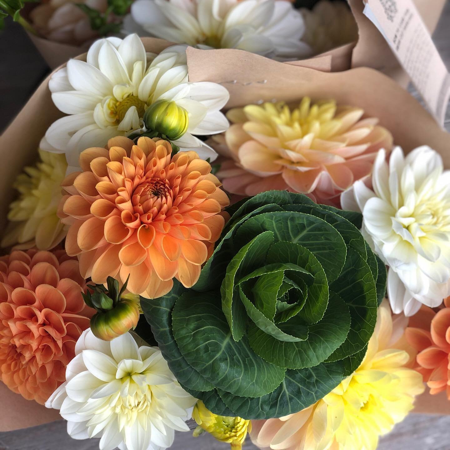 🍊 Maarn, ☀️ Daydreamer &amp;, ❄️ White Onesta dahlia hanging out all bundled up with a gorgeous local 🥬 cabbage grown by @vanzantenfloral ✨.
.
.
.
#flowerfarmer #feederflowerfarm #dahlia #dahliagrower #tubers #dreamycombo #septemberflowers #growyou