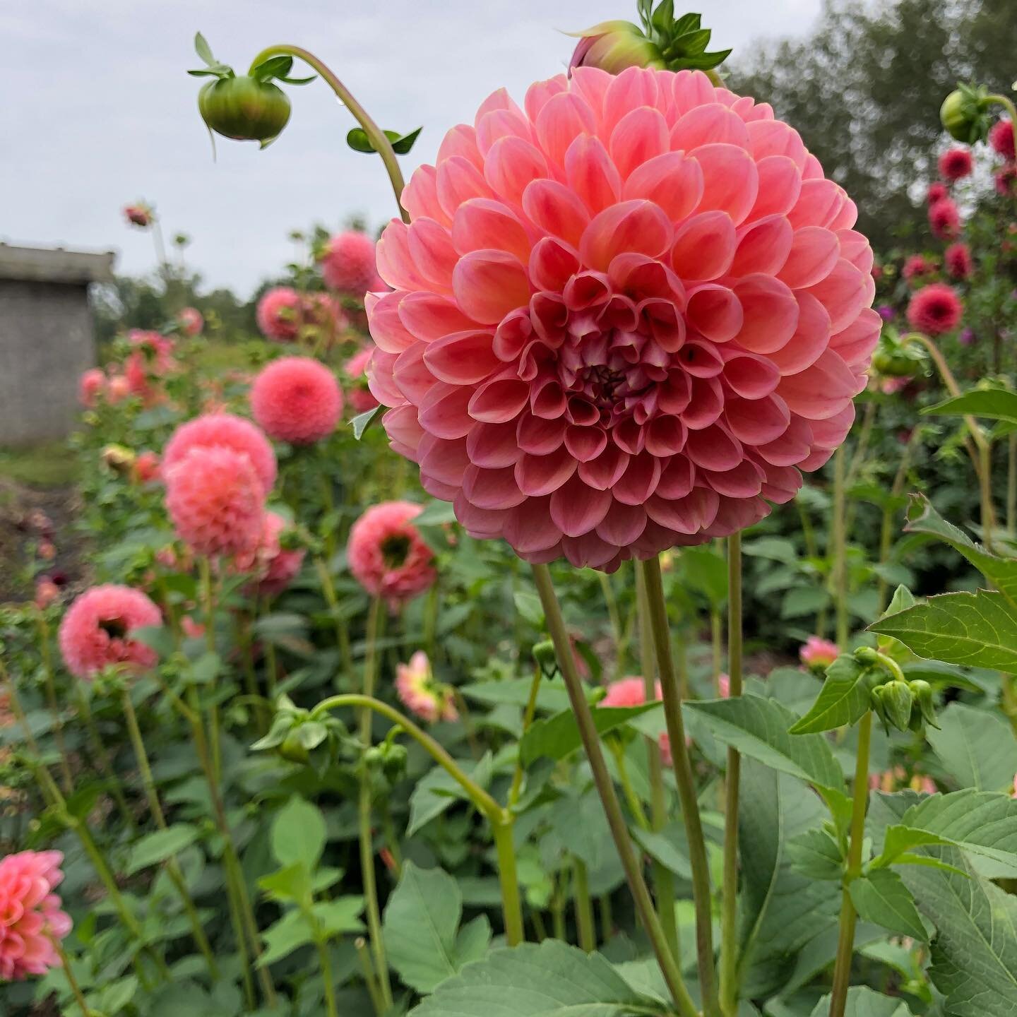 ✨Natalie G ✨.
.
.
💪 She&rsquo;s a workhorse in our cutting garden - and we never could complain about that peachy/ rose colour 🙌 🍑🌸.
.
.
#feederflowerfarm #dahlia #natalieg #cuttinggarden #flowerfarming #flowerfarm #peachflowers #wainfleet #farme