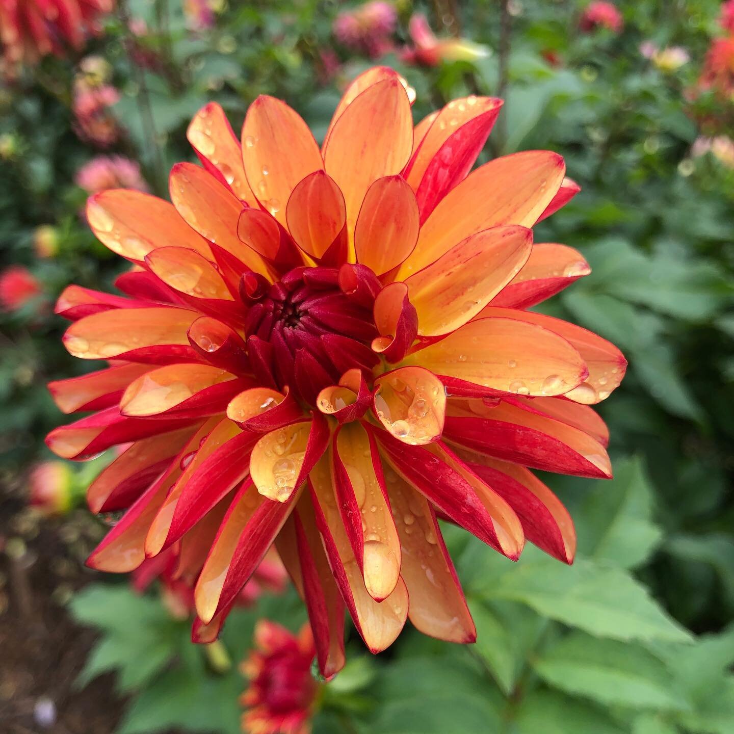 💥 Crazy Legs 💥.
.
.
✨This two toned rock star reminds me of a firework, and adds some real pop to bouquets 🔥.
.
.
She will be part of our tuber sale this SATURDAY at noon - set a timer, dahlia mania is real this year 🤯.
.
.
#feederflowerfarm #flo