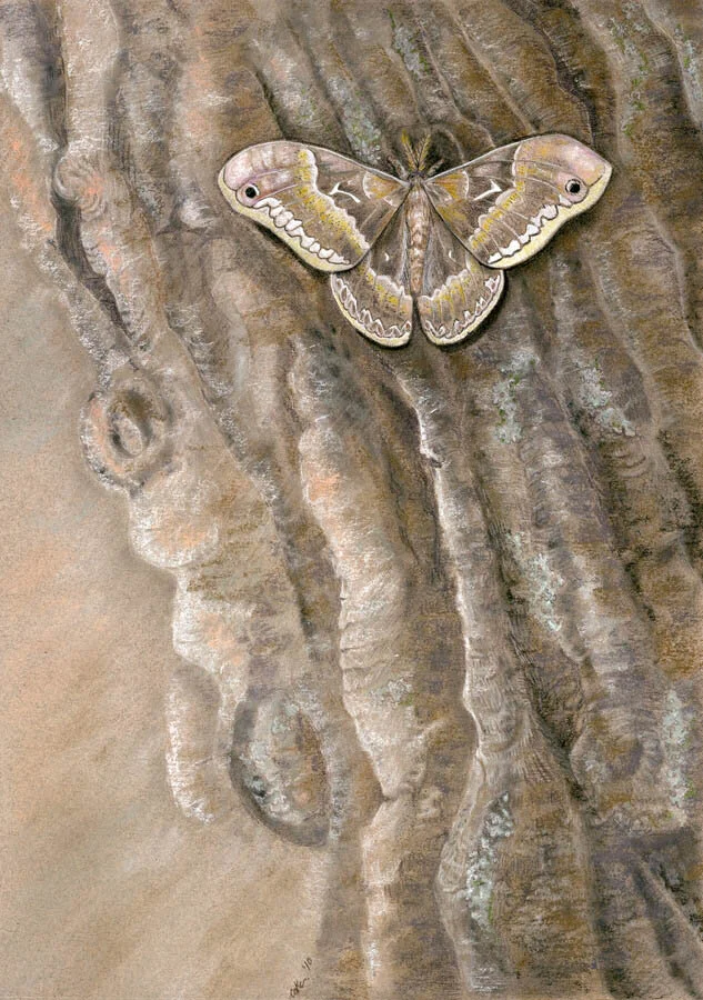 "Alight"- Tulip Tree Moth