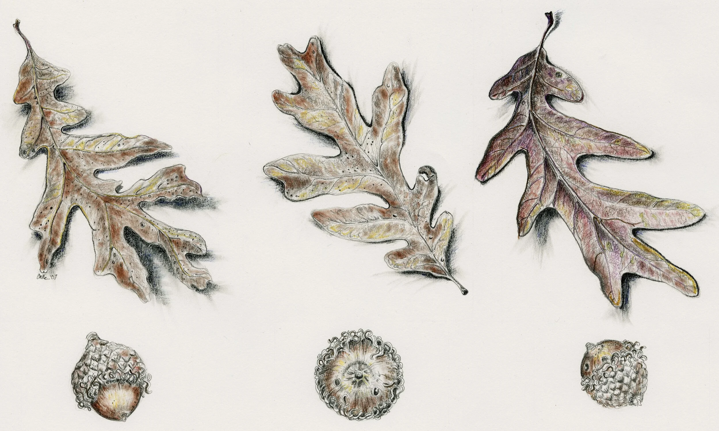 "Oak Leaves and Acorns"