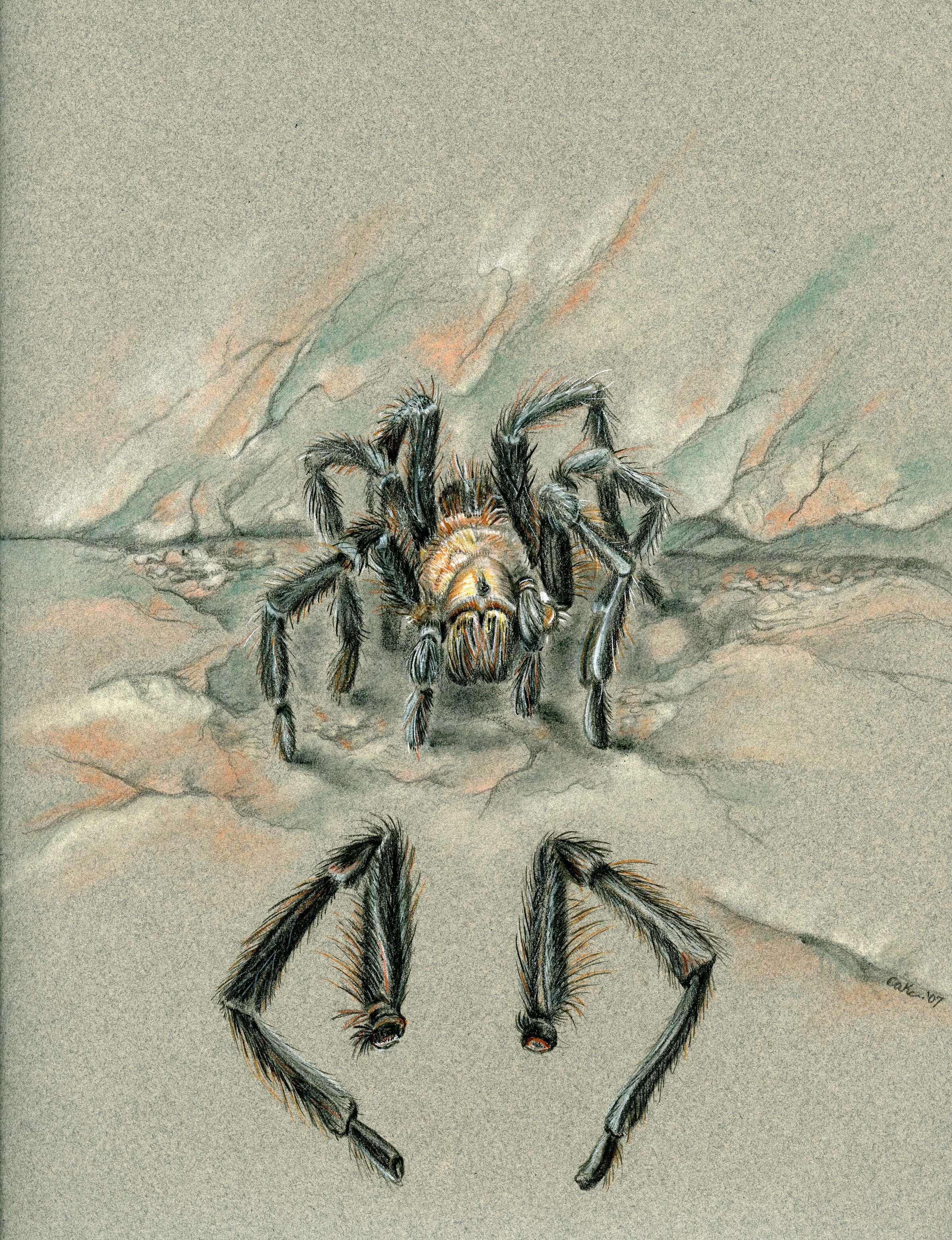 "On It's Last Legs- Tarantula", Small Print
