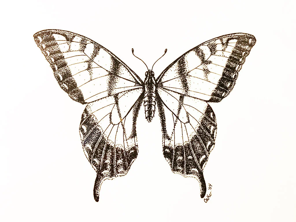 "Papilio glaucus- Tiger Swallowtail Butterfly", Small Print
