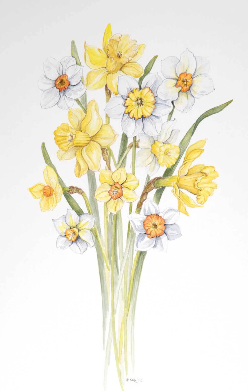 robins_daffodils.jpg