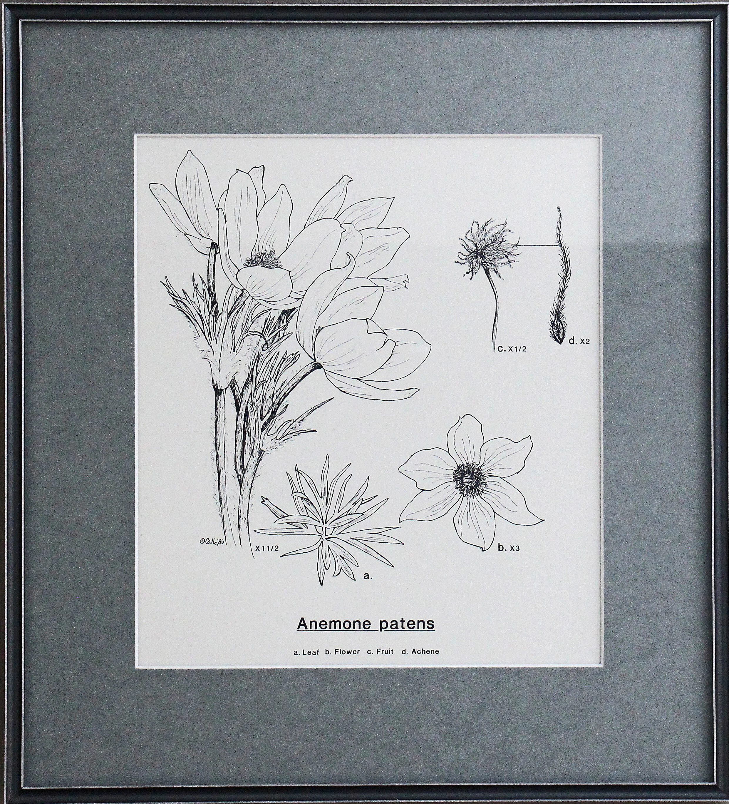 "Anemone patens- Pasque Flower", Framed Print