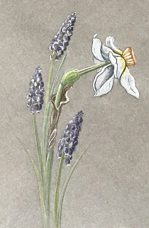 "Daffodil and Grape Hyacinth", Framed Original