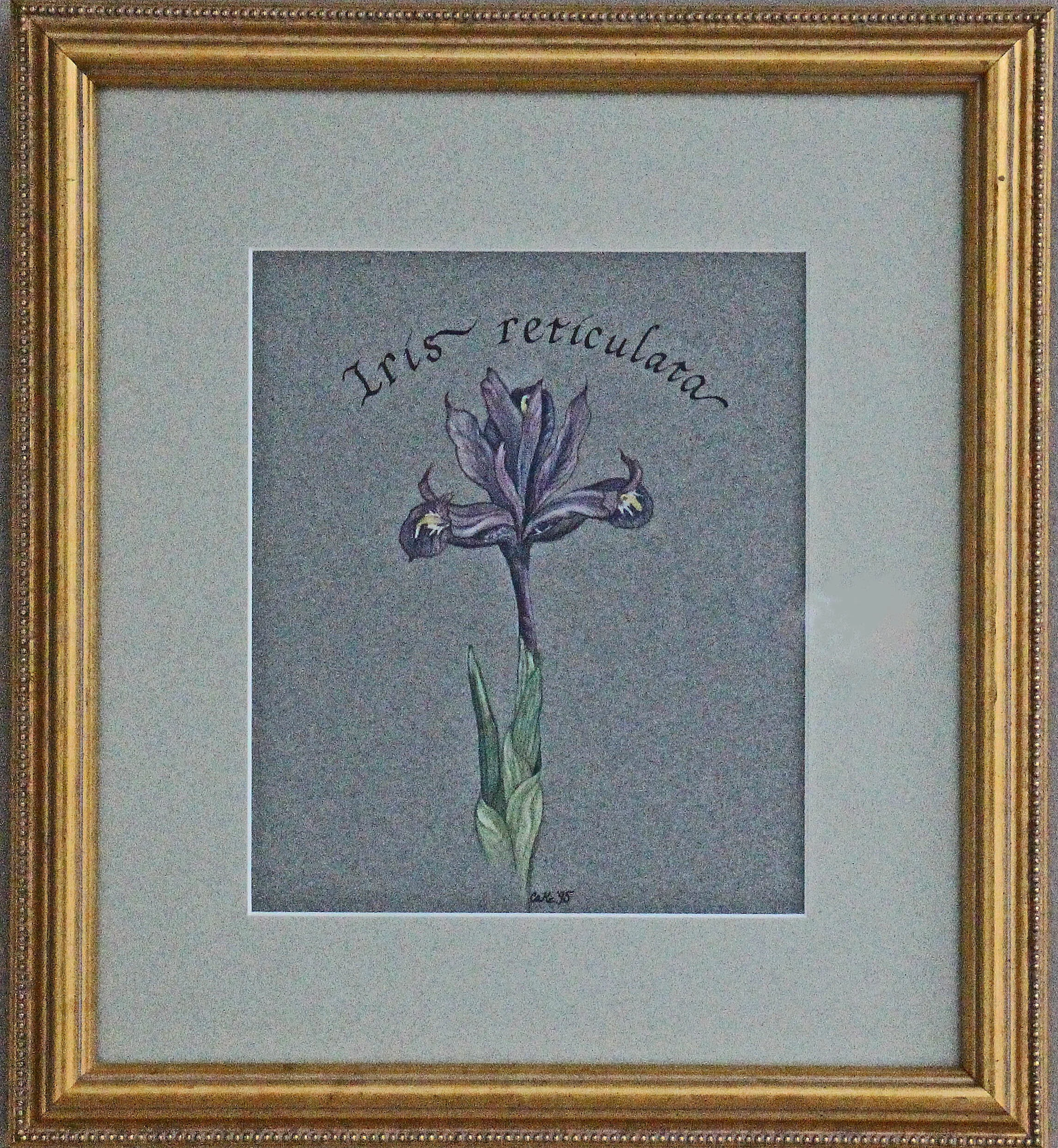 "Iris reticulata", Framed Original