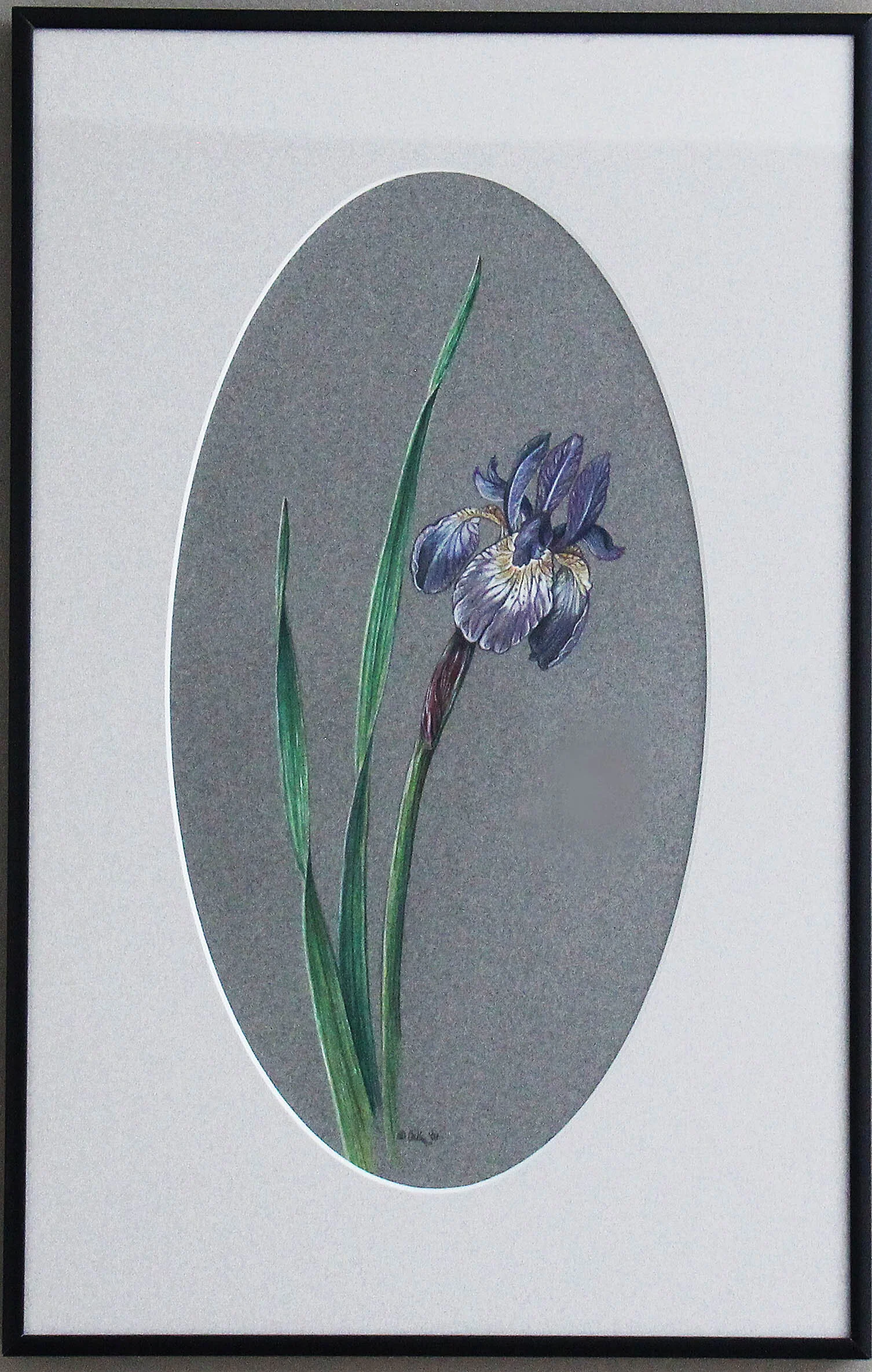 "Iris Siberica", Framed Original