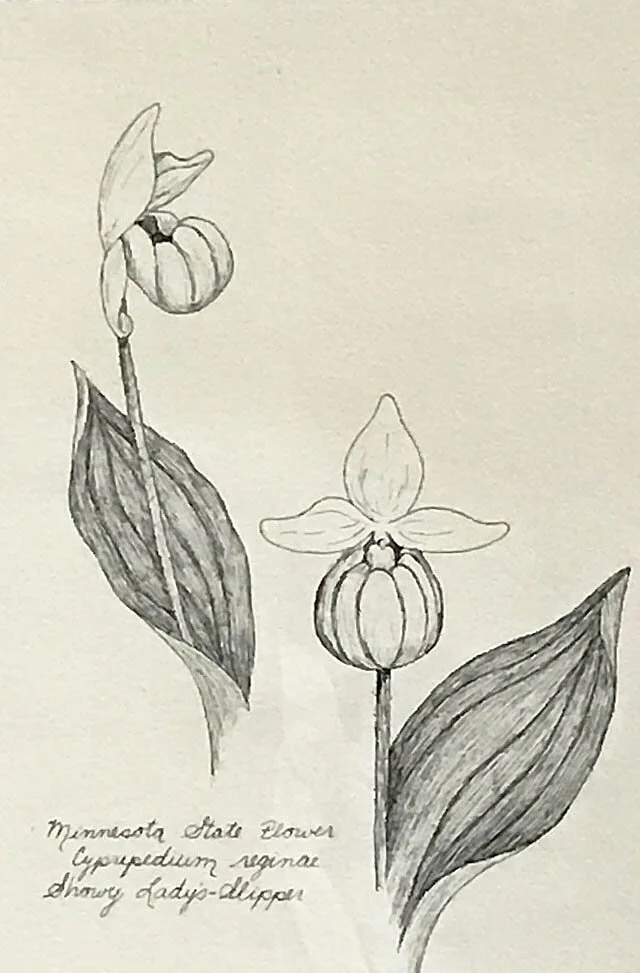 "Showy Lady's Slipper", Framed Original