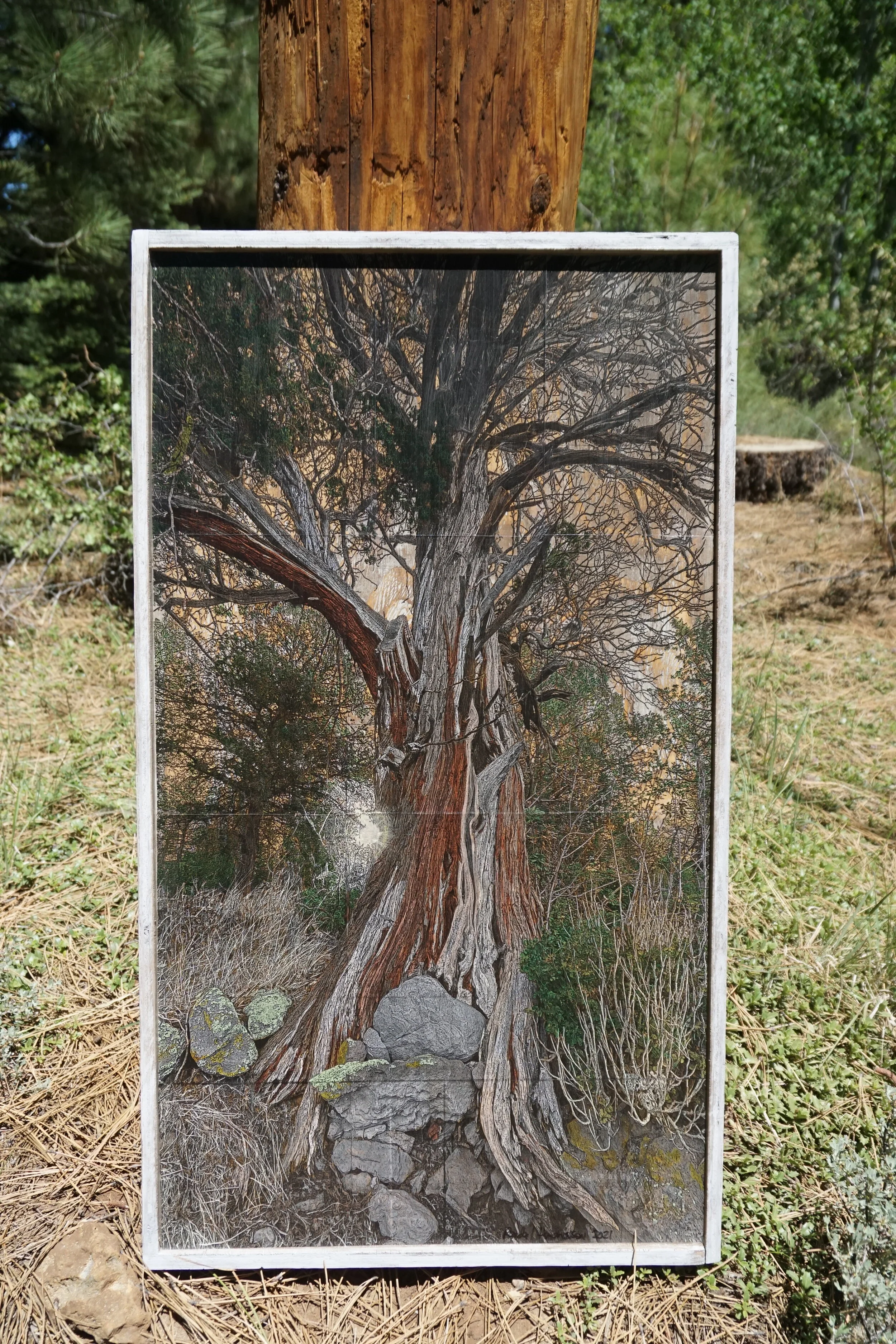 Juniper Elder 24x36 (SOLD)