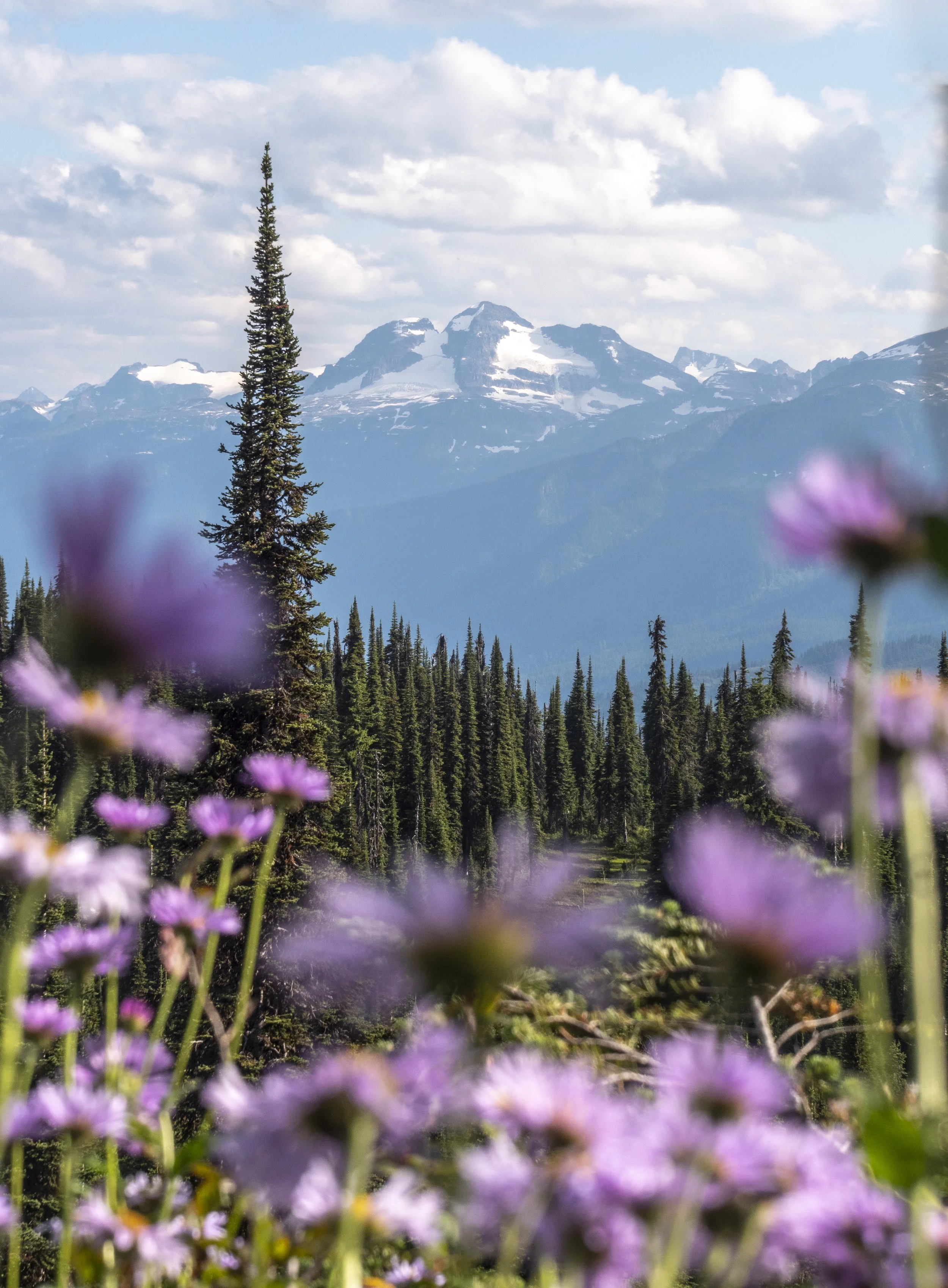 Frisby flowers - Tom Poole.jpg