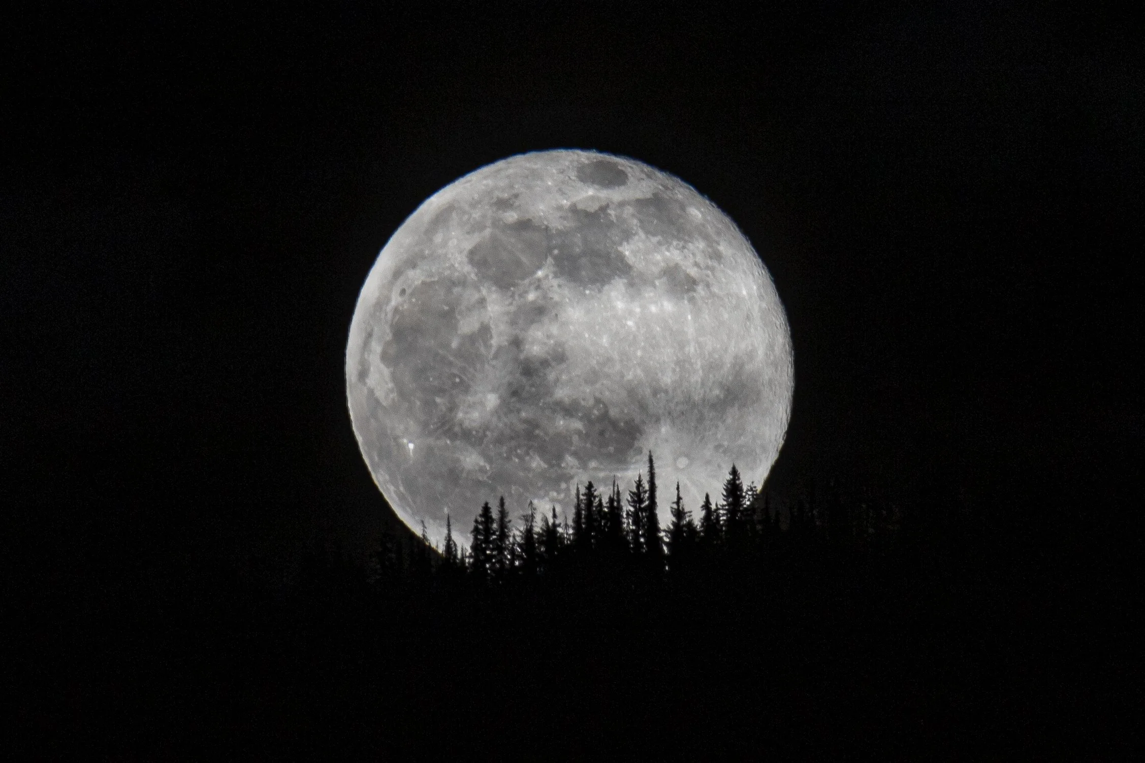 Worm moon 18 x 12 - UPDATED copy.jpg