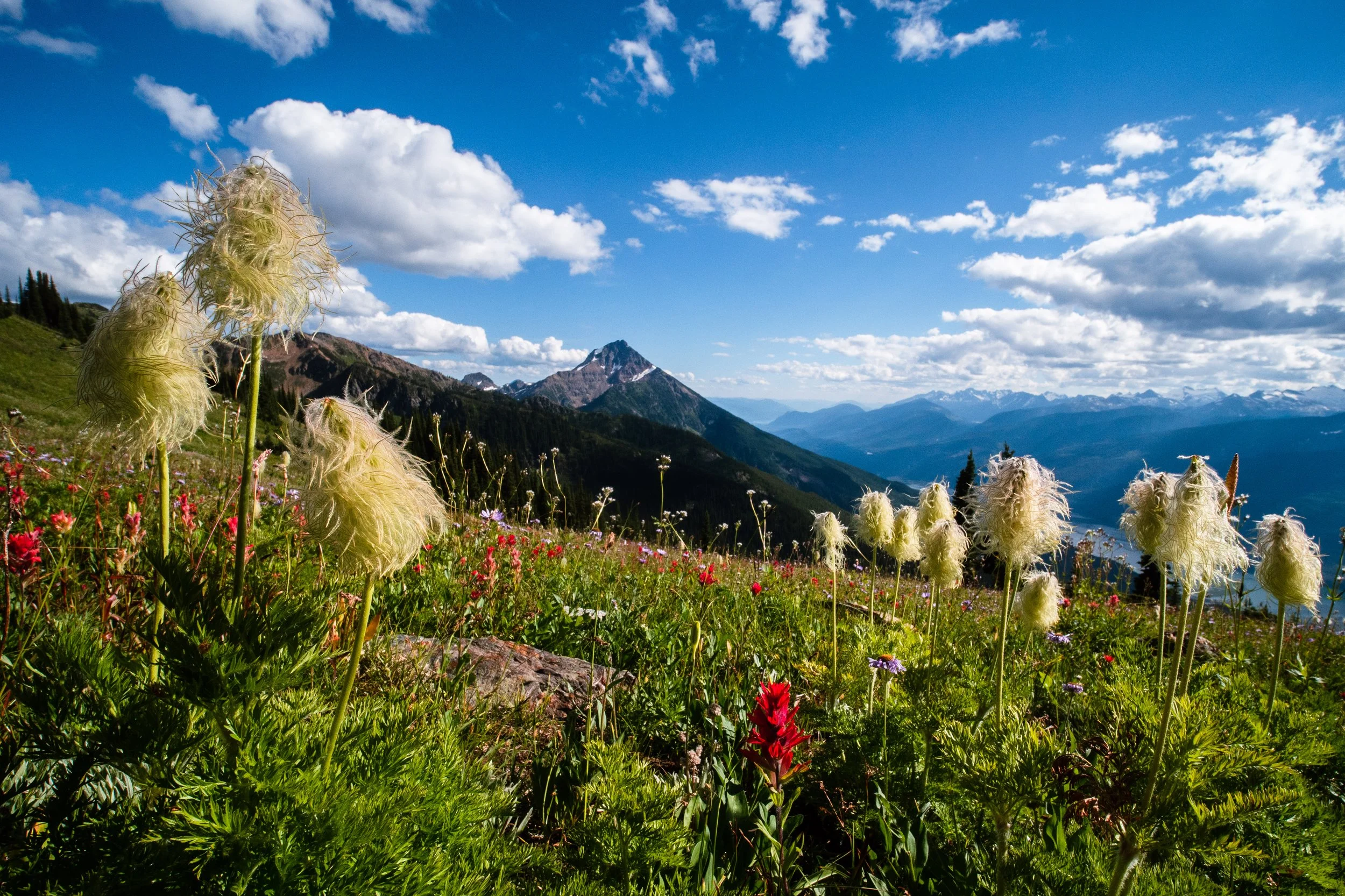 Alpine wildflowers.jpg