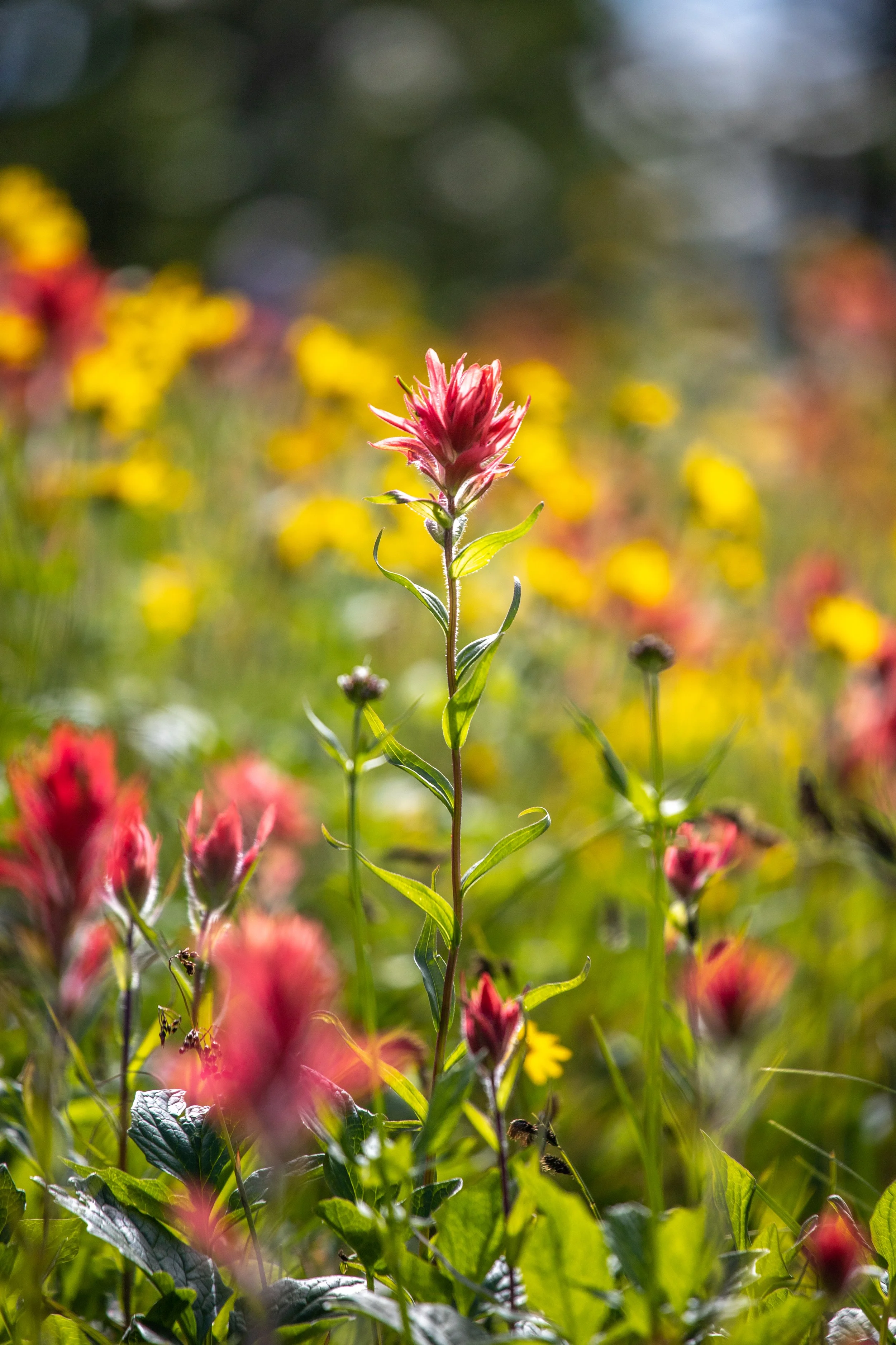 Meadow in the Sky 2020 - Tom Poole   (18).jpg