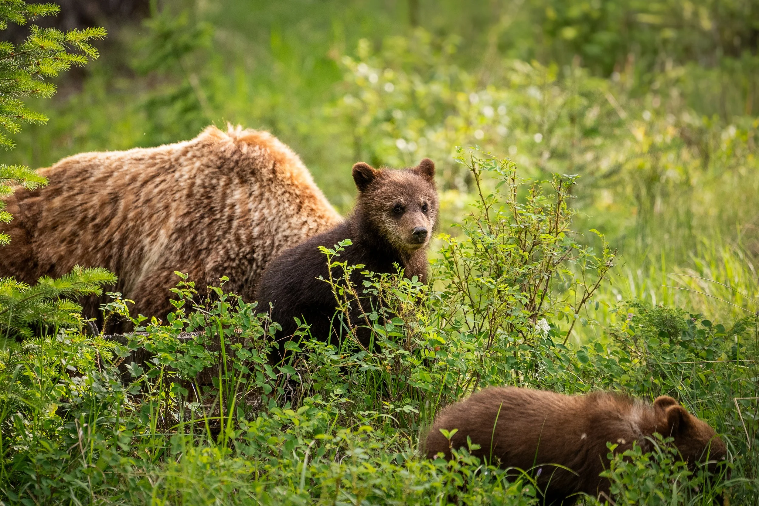 PooleFamCanadaTrip June2023 (65 of 141).jpg