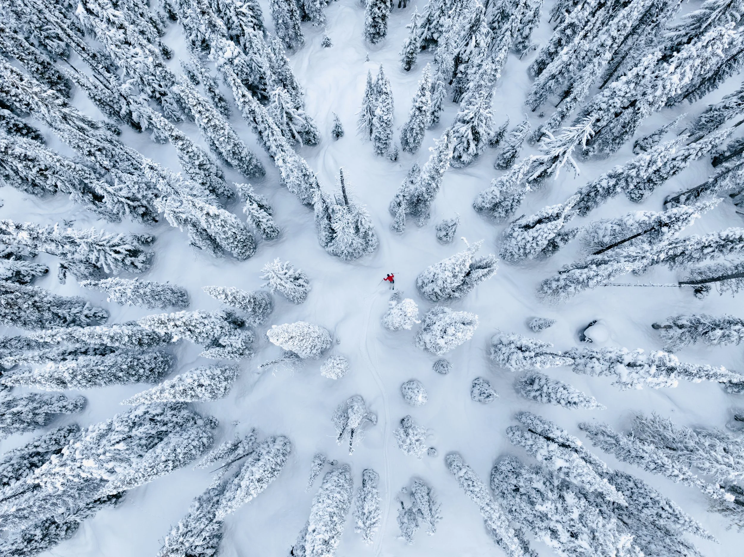 Powder Tree Skiing - Skier - JJ Vinet.jpg