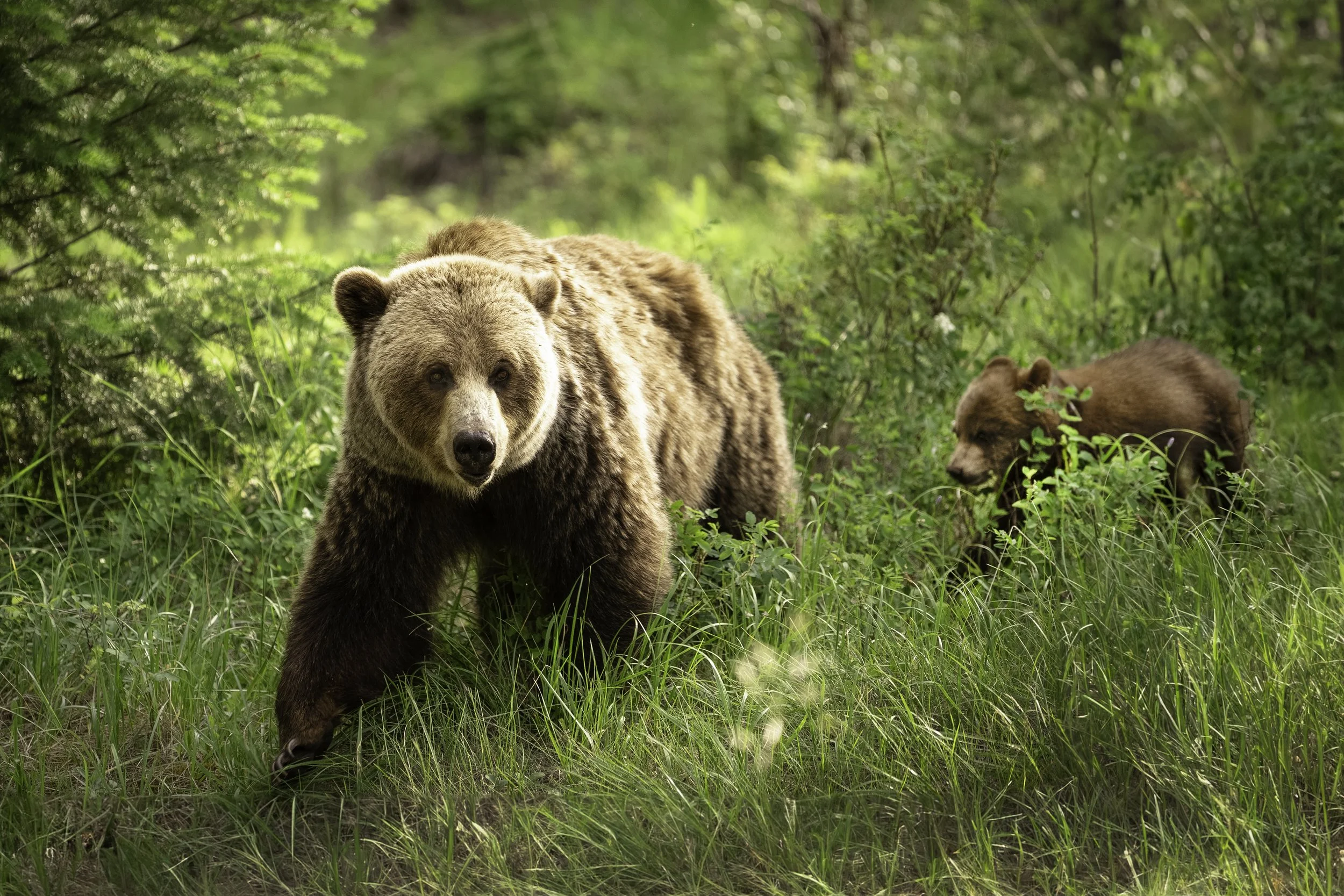 grizzly & cub 1.jpg