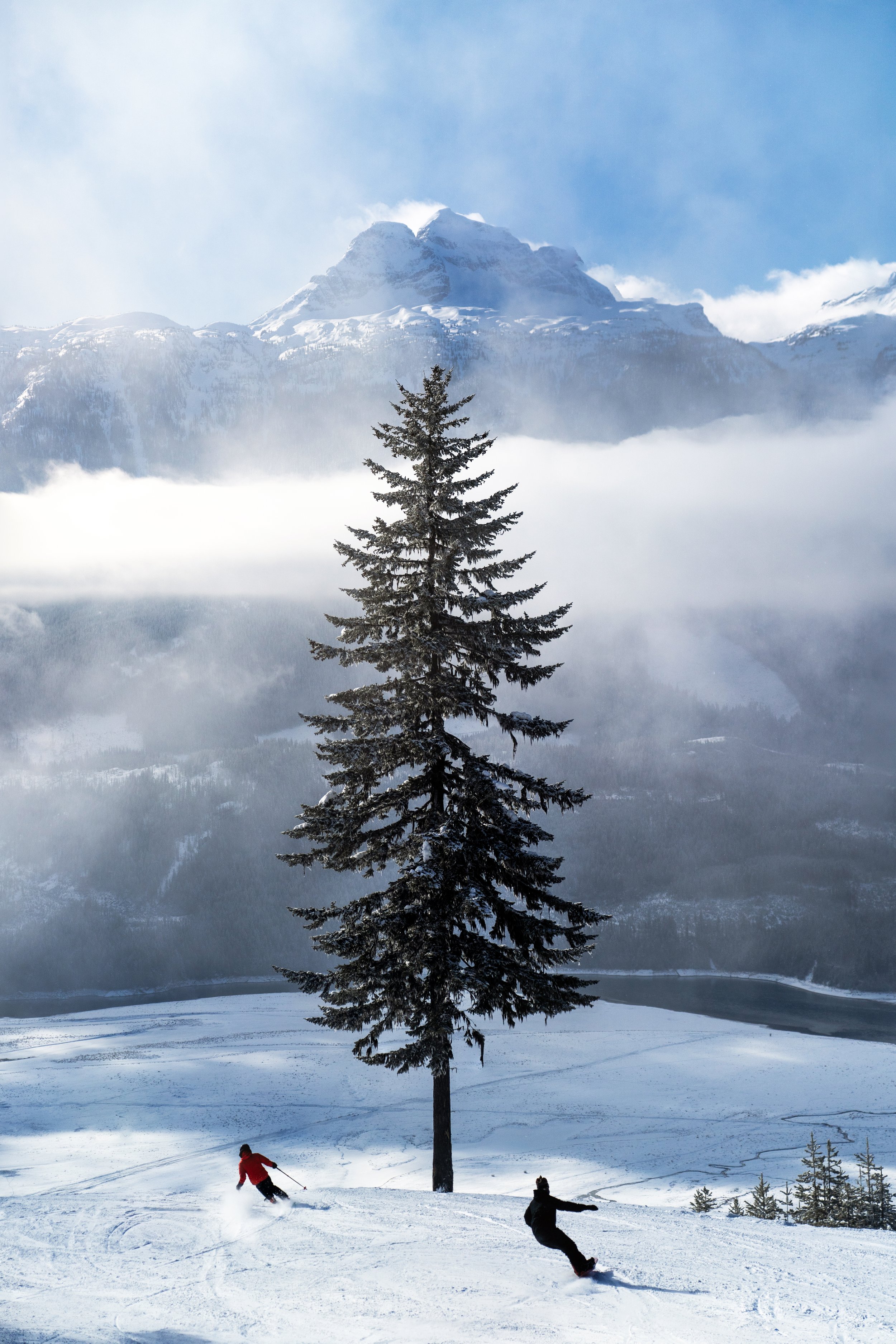 The Sunshine Tree - tompoolephotography.jpg