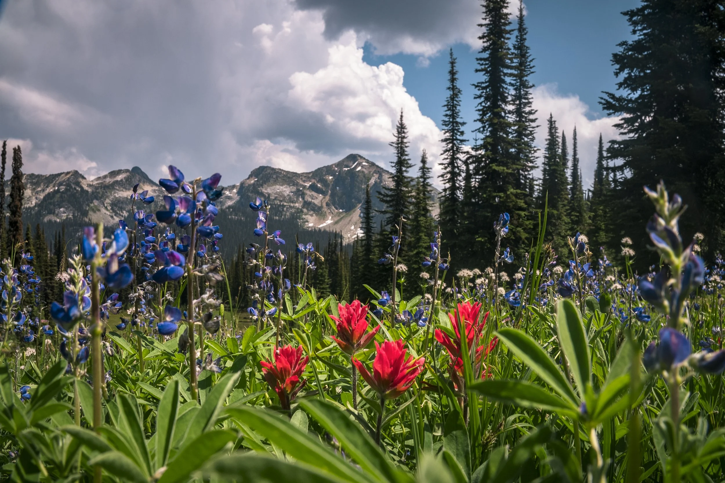 wildflowers copy.jpg