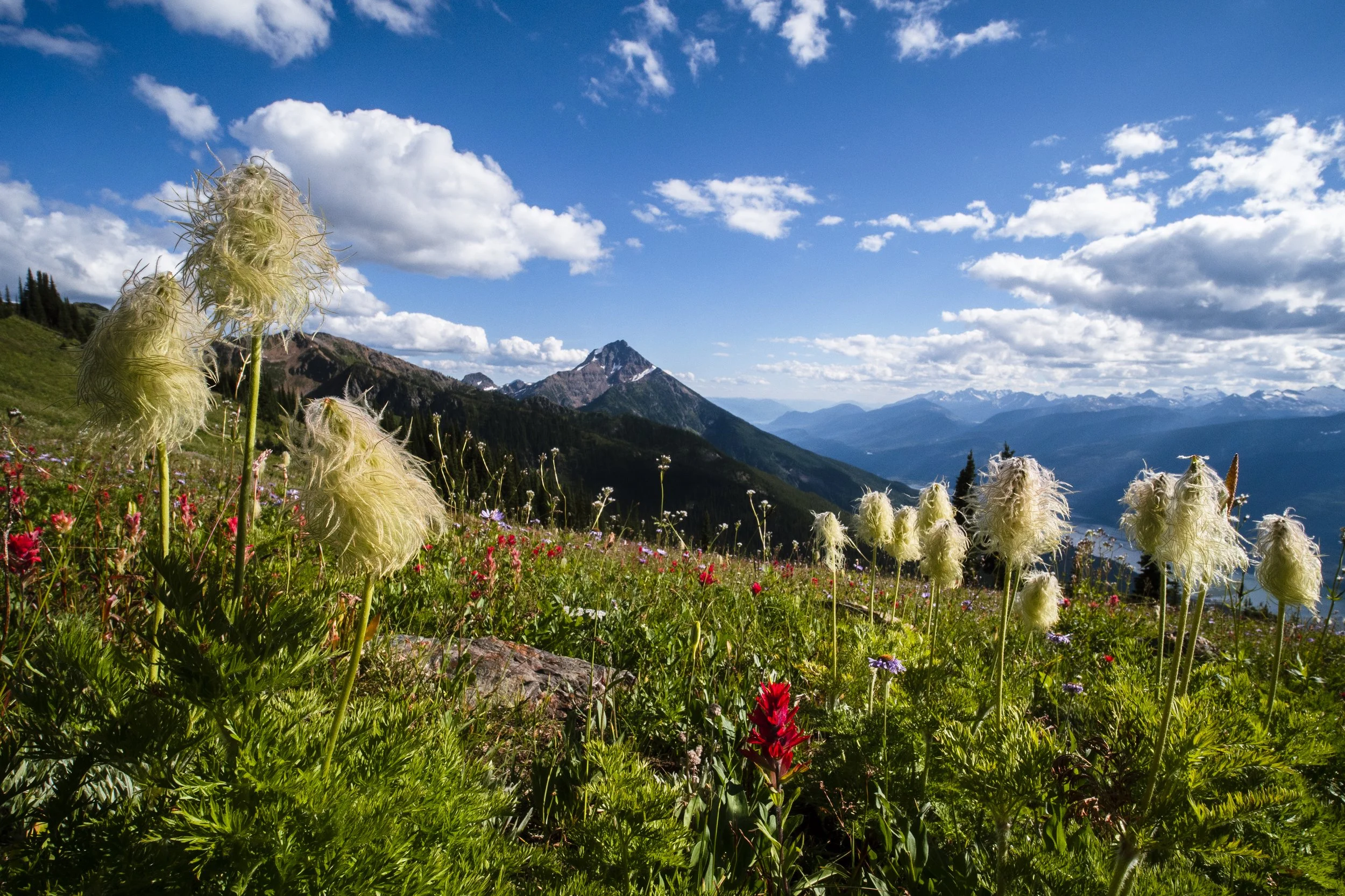 Alpine wildflowers.jpg