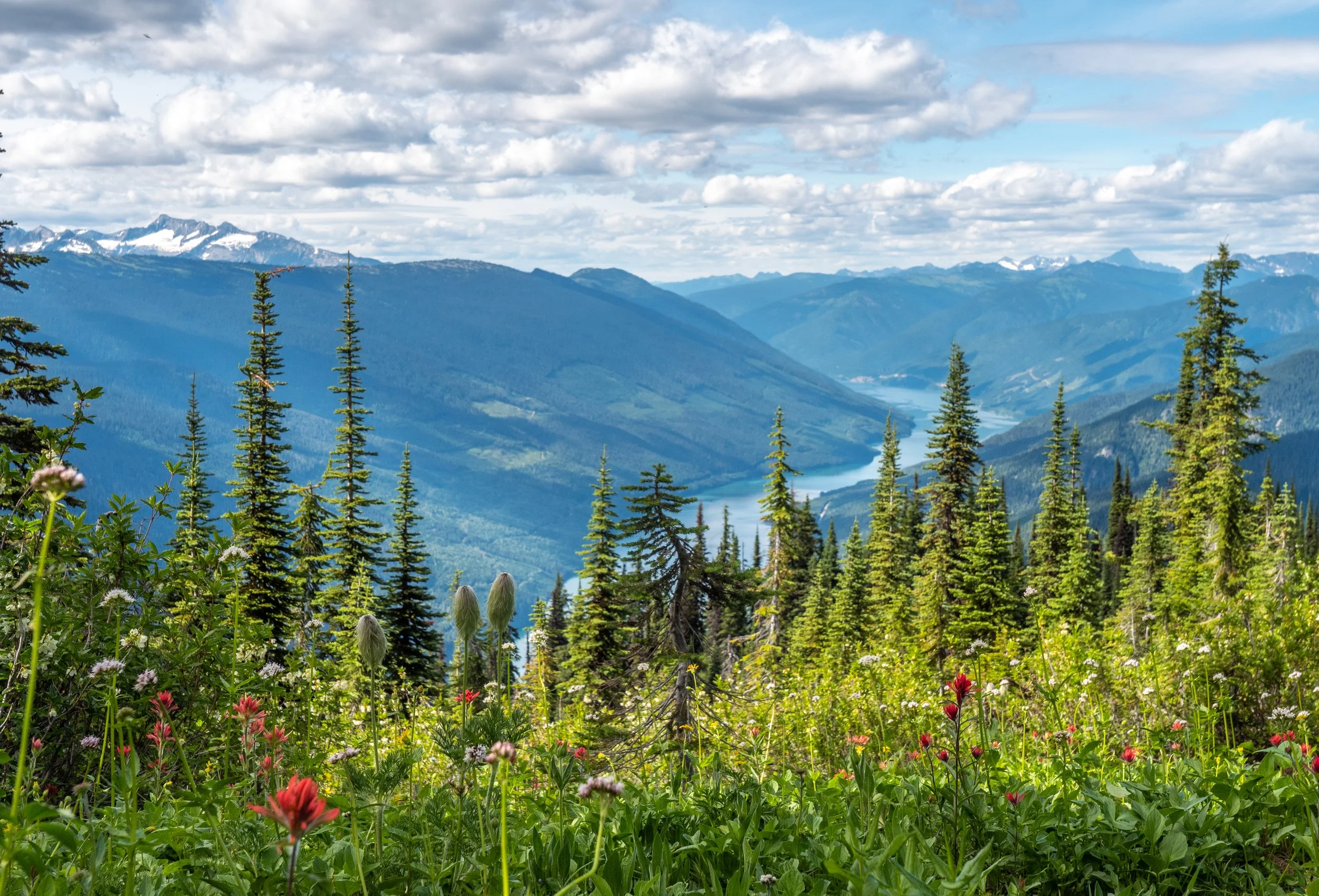 Meadow in the Sky 2020 - Tom Poole   (19).jpg