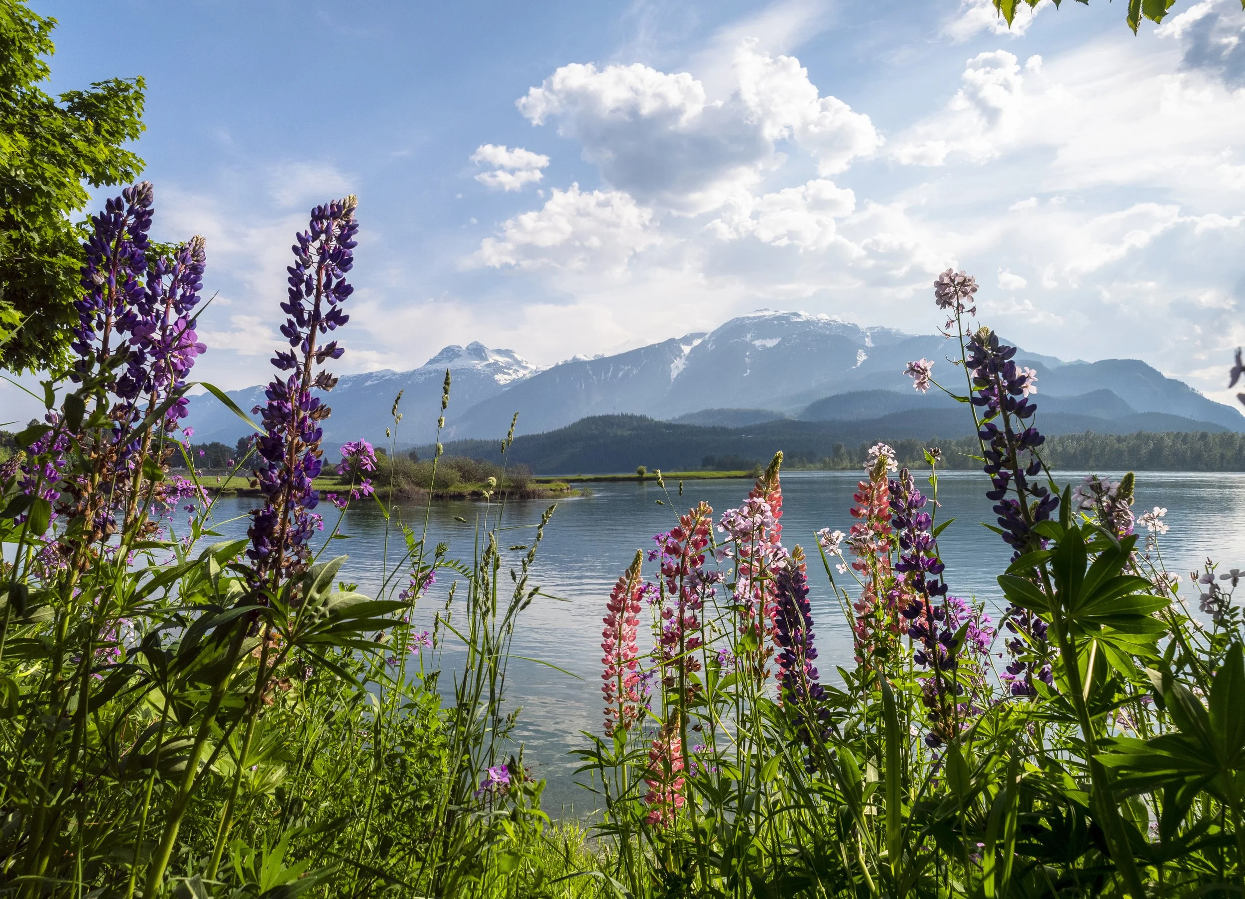 Flowers -scenic - TomPoole.jpg