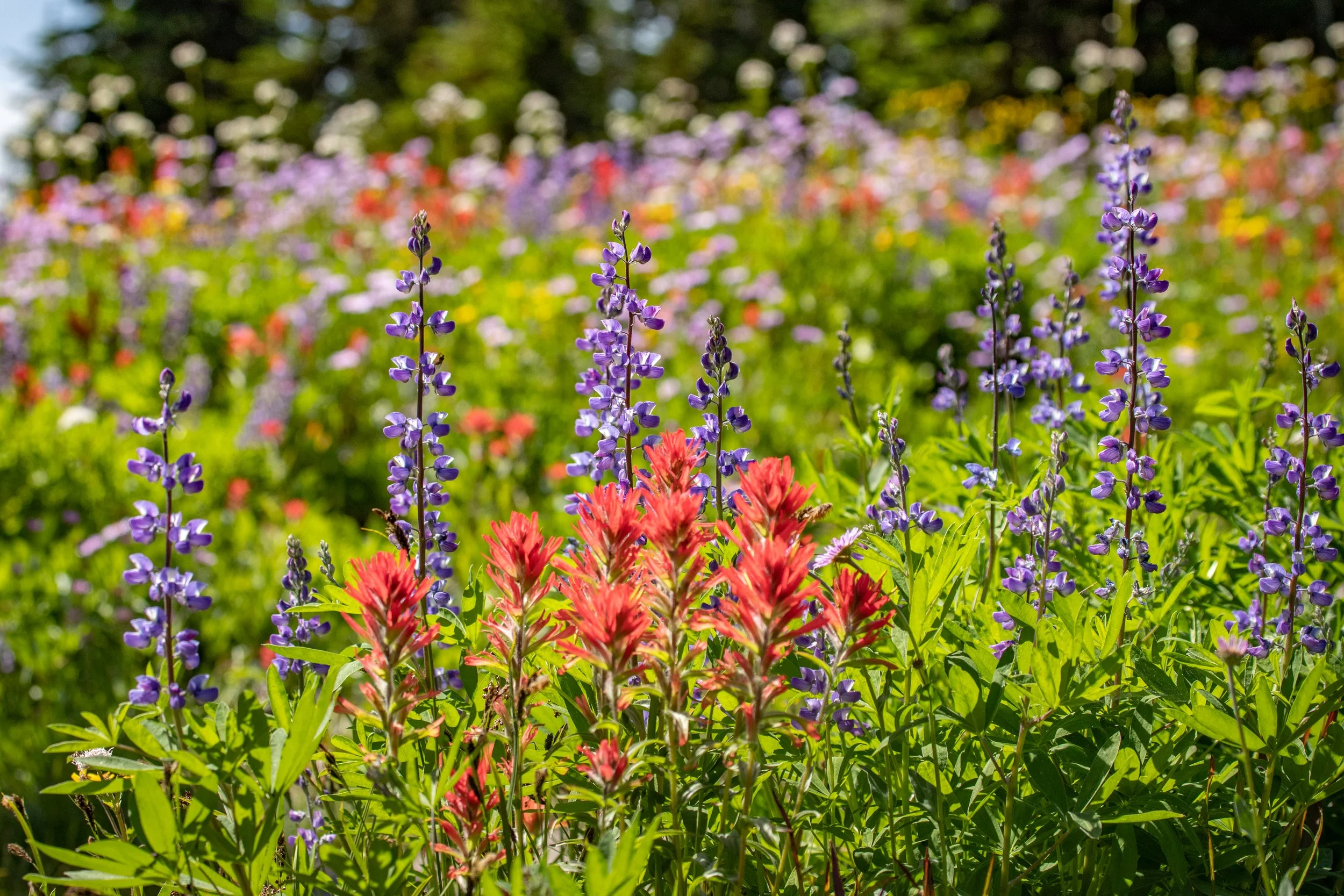 Meadow in the Sky 2020 - Tom Poole   (56).jpg