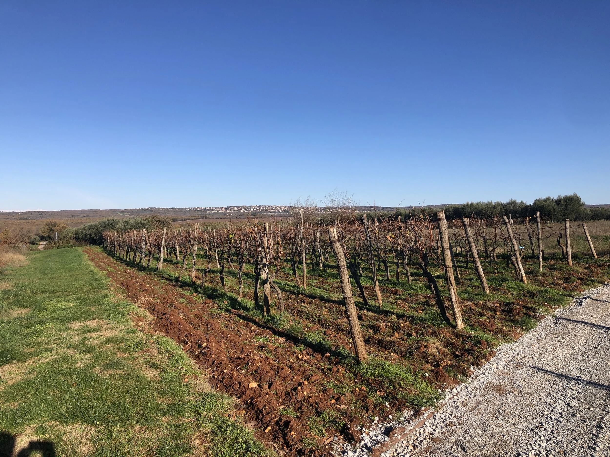 vineyards along the trail