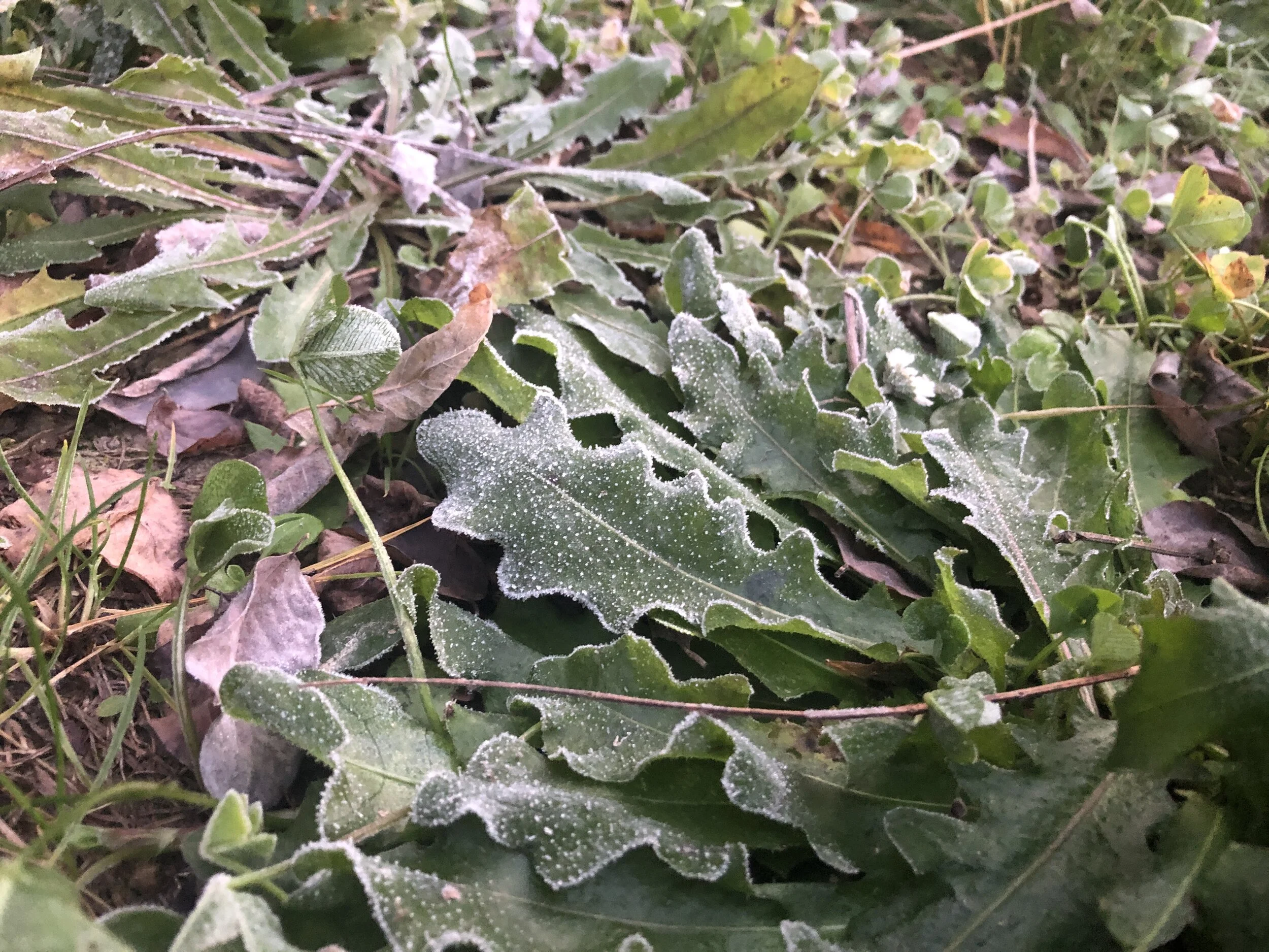 frosty leaves
