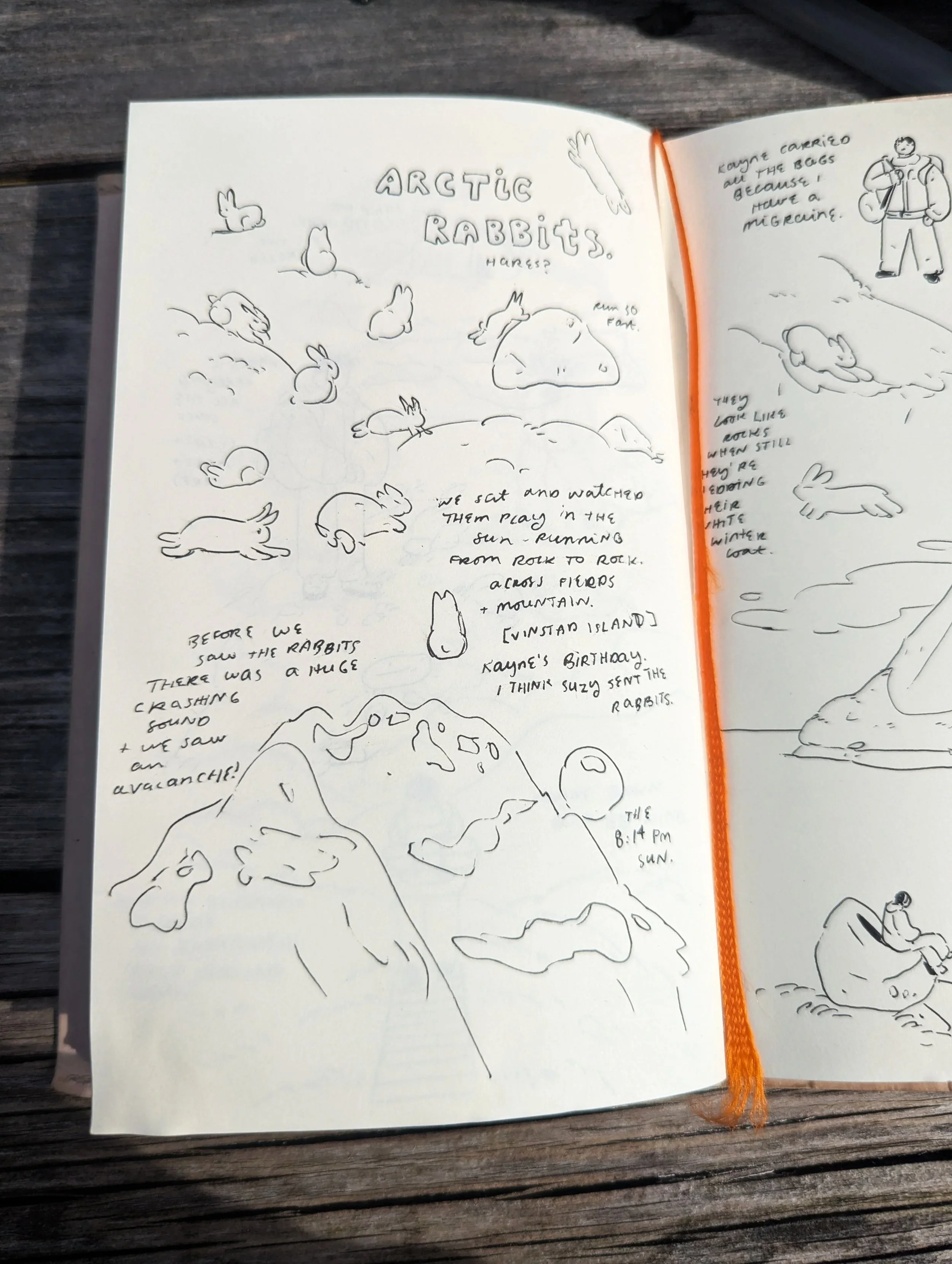 ARCTIC RABBITS