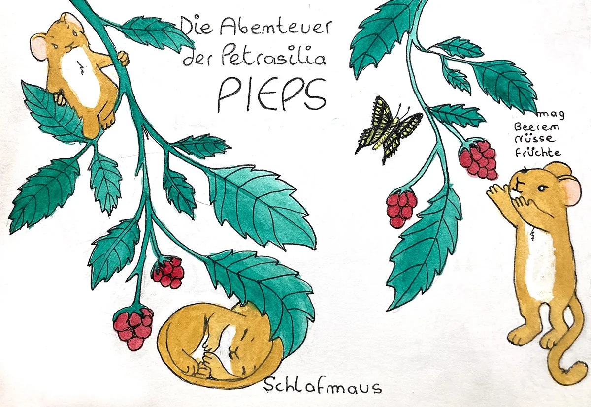 Covermaus1.jpg