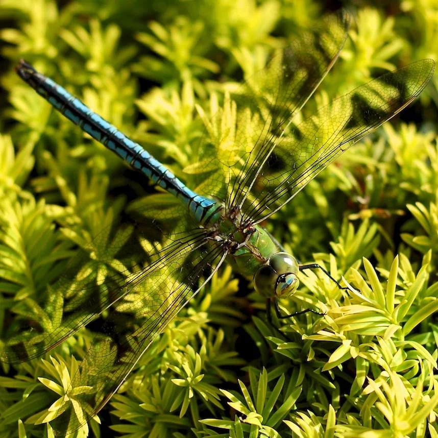 Streatham Photo Walk