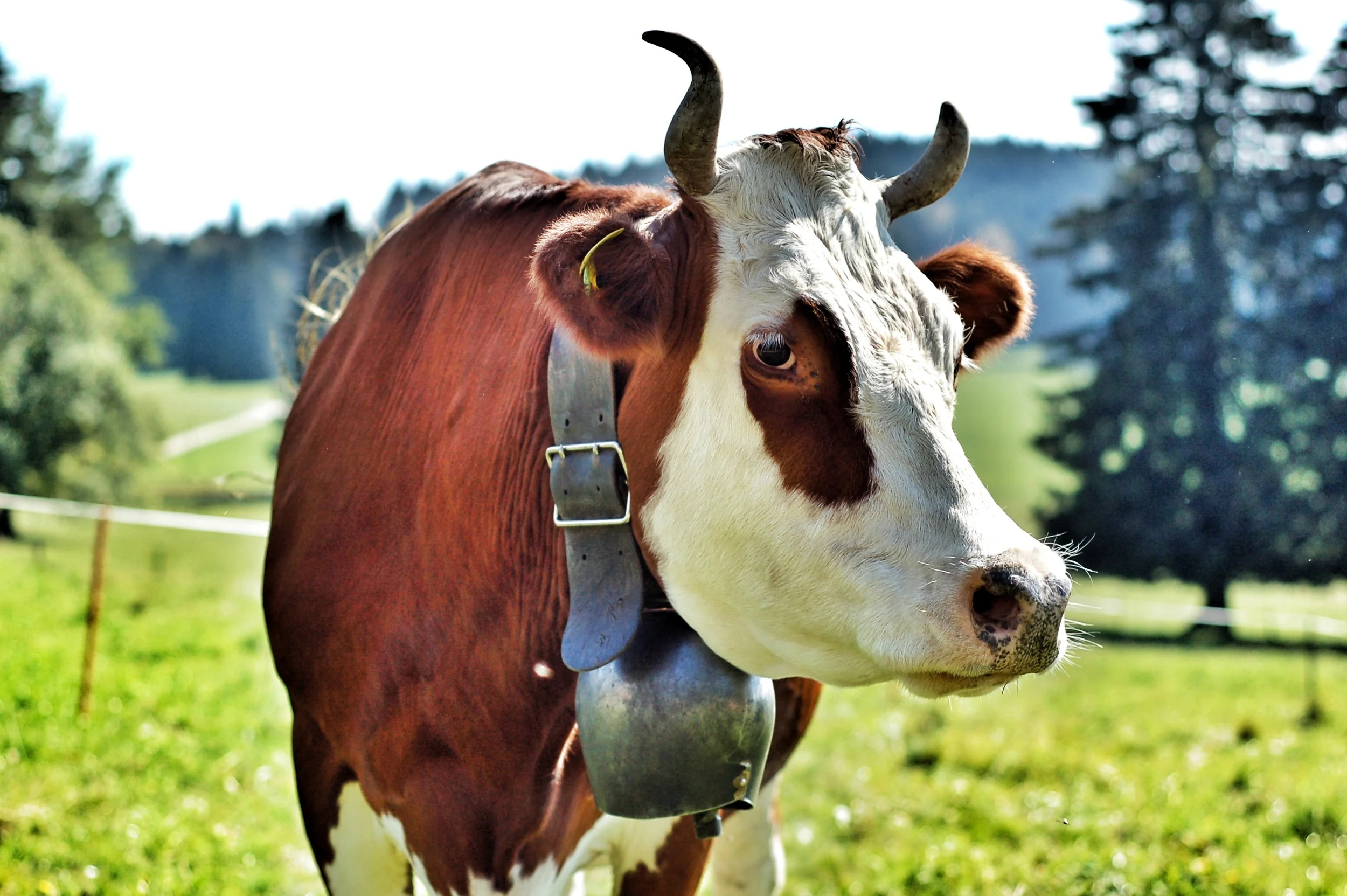 What a Load of Old Bull