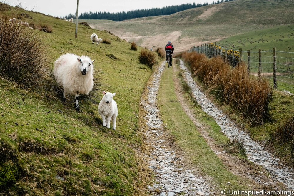 Welsh Ride Thing 2017 Wales Cyclist Track Sheep Lamb