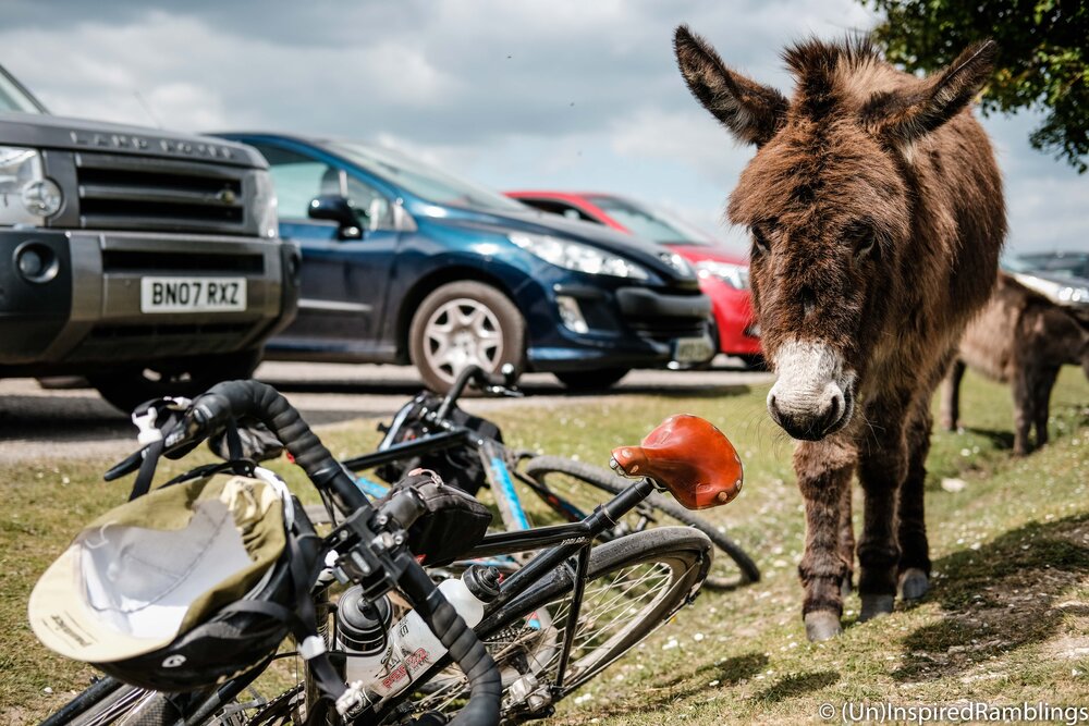Brother In The Wild 2017 The New Forest Bicycle Donkey
