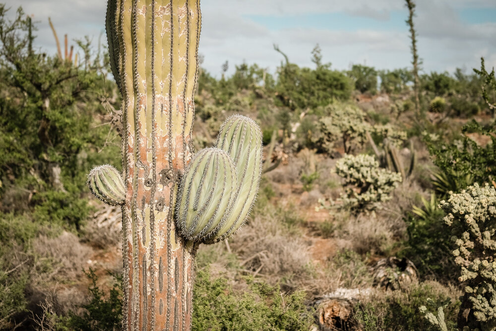 Bikepacking Baja Divide Mexico Desert Saguaro Cactus