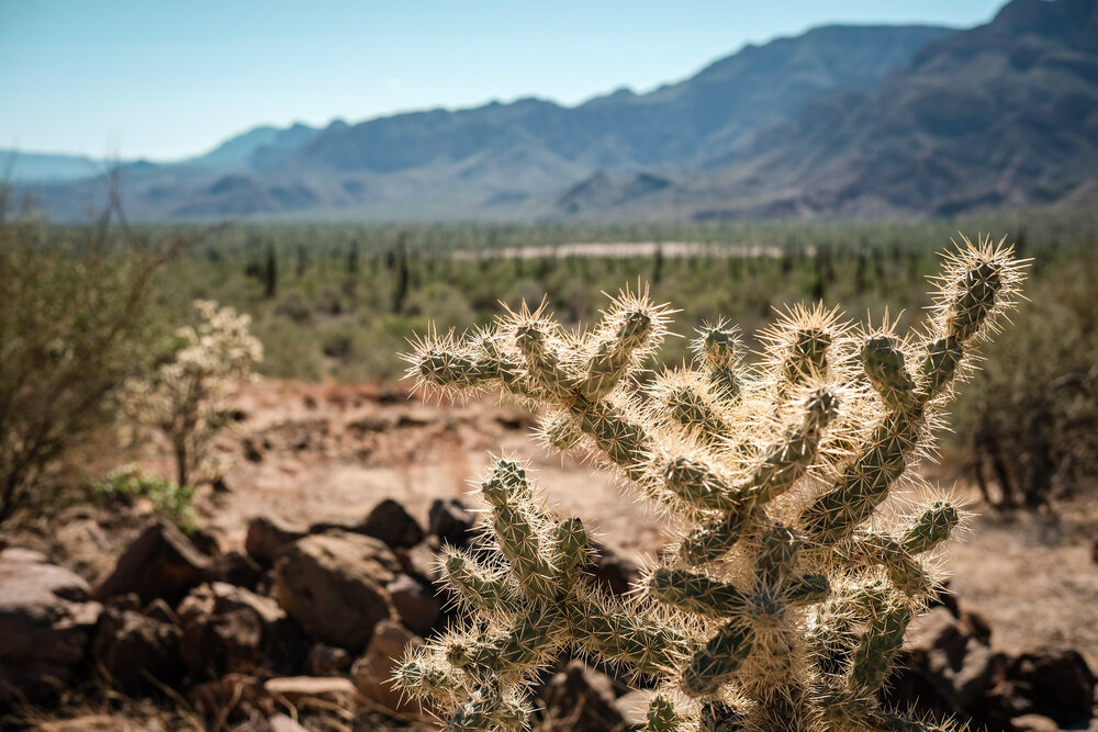 Bikepacking Baja Divide Mexico Desert Cholla Cactus
