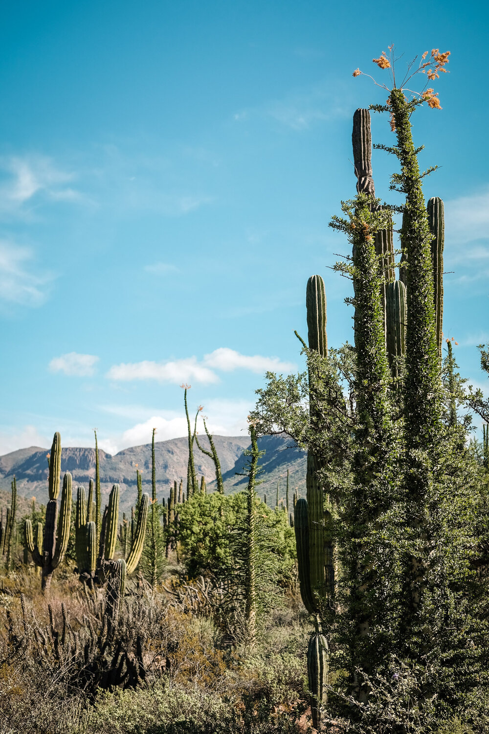 Bikepacking Baja Divide Mexico Desert Saguaro Cactus and Cirio Trees