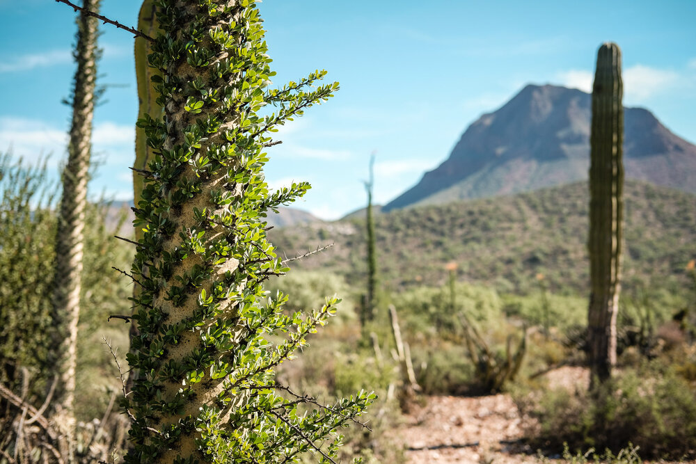 Bikepacking Baja Divide Mexico Desert Cactus