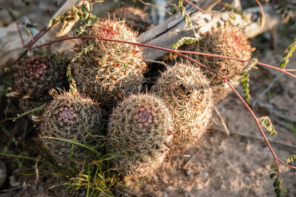 Bikepacking Baja Divide Mexico Desert Barrel Cactus