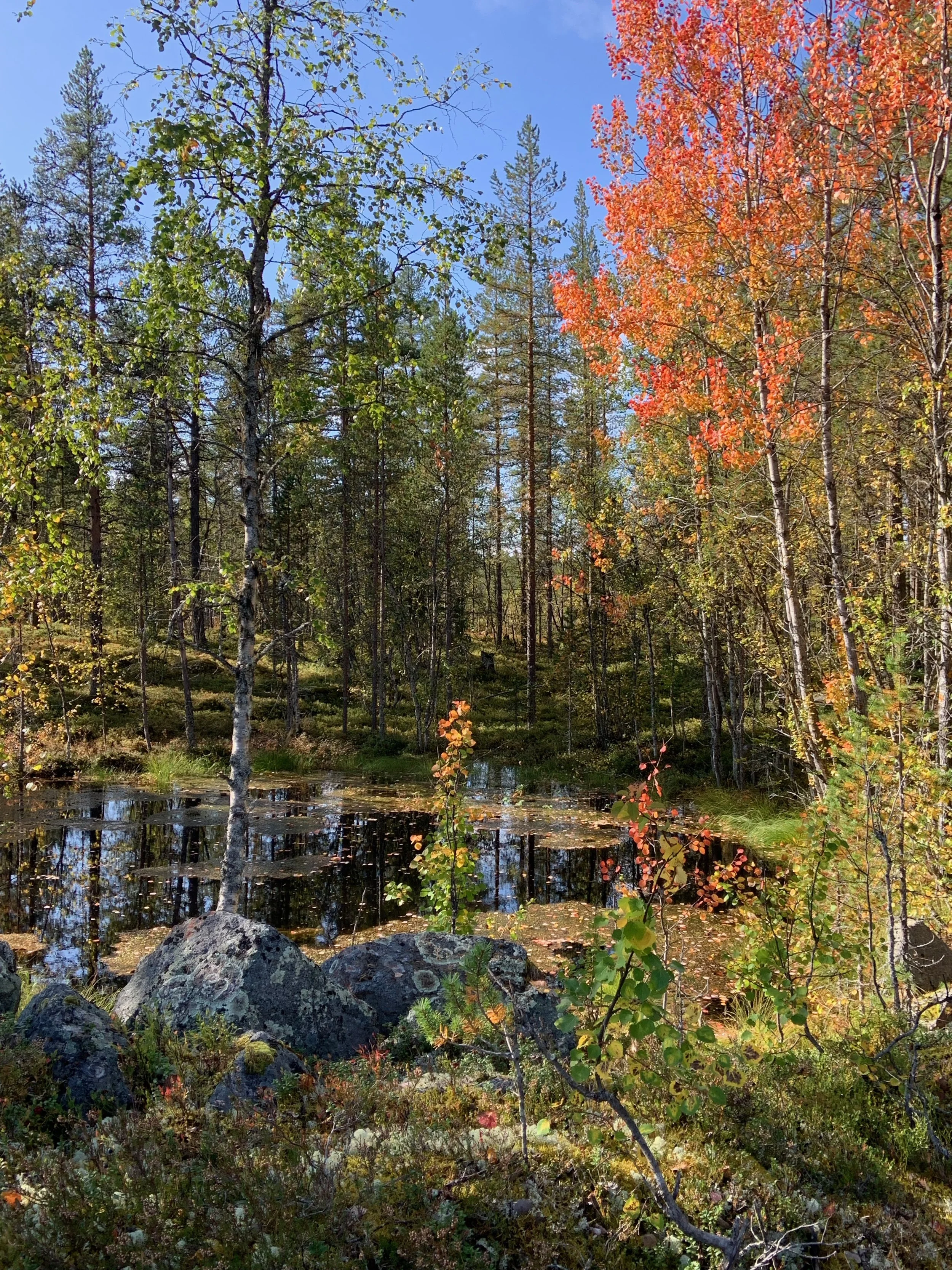 The forest scenery